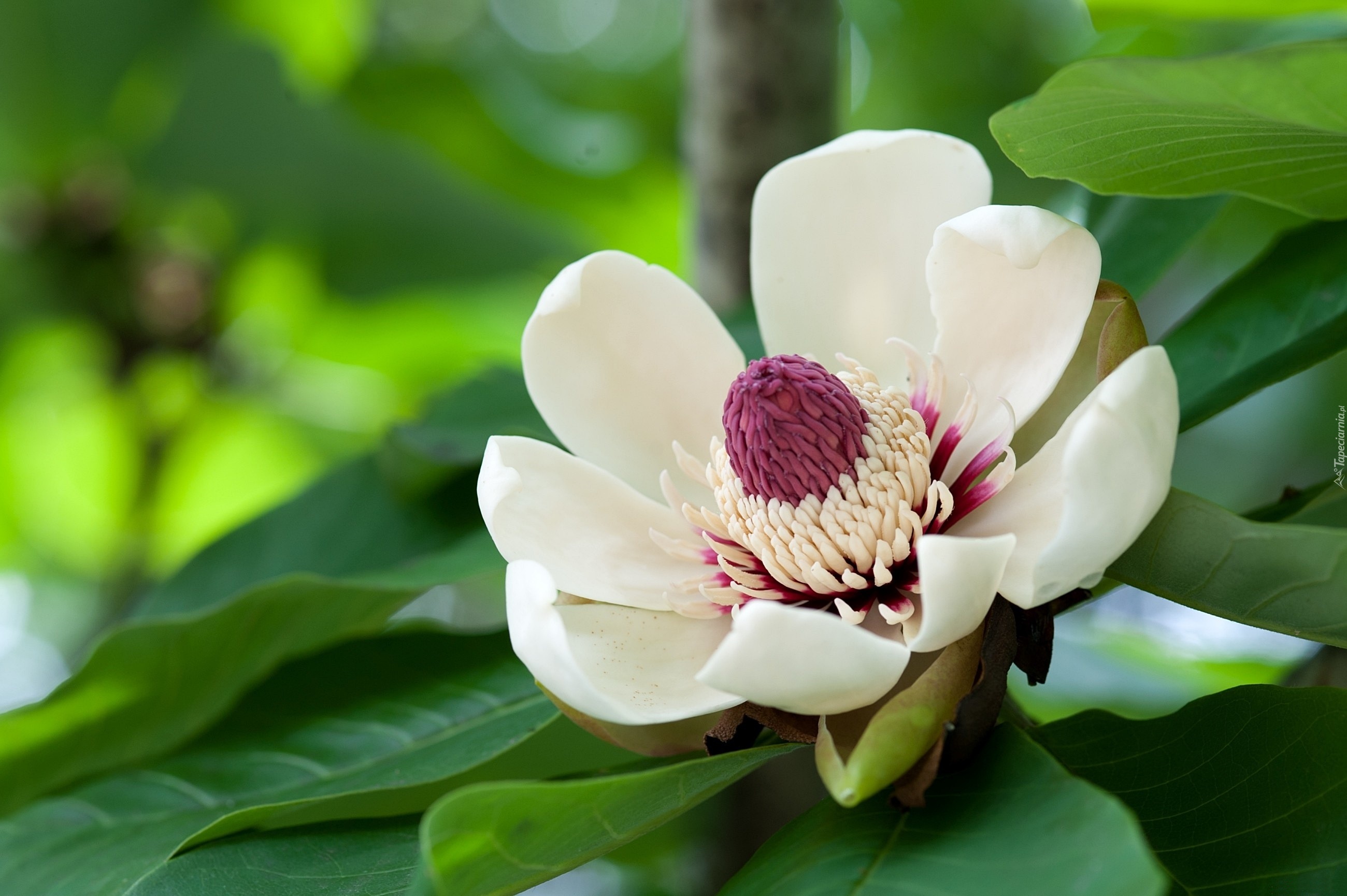 Kwiat, Magnolii
