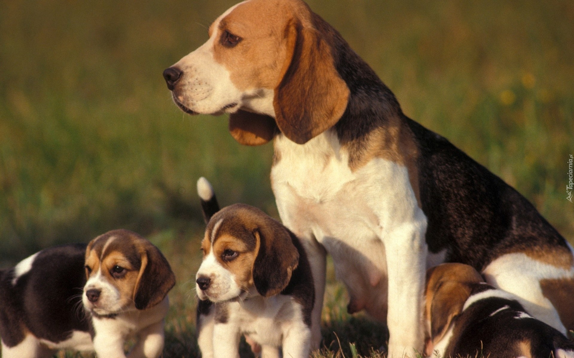 Beagle, Mama, Szczeniaki