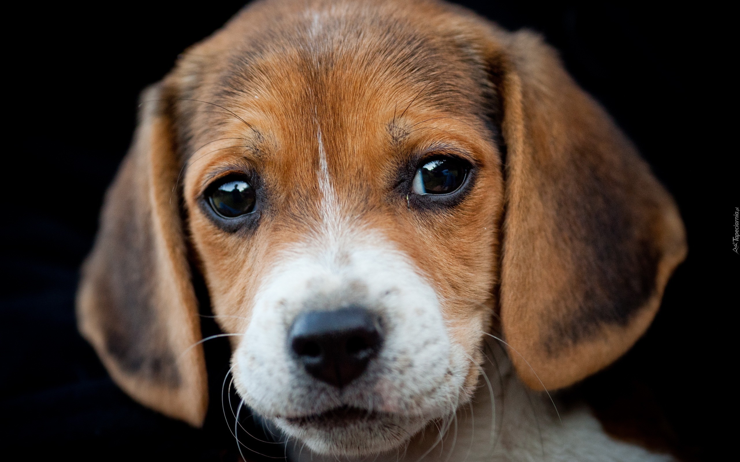 Beagle, Portret