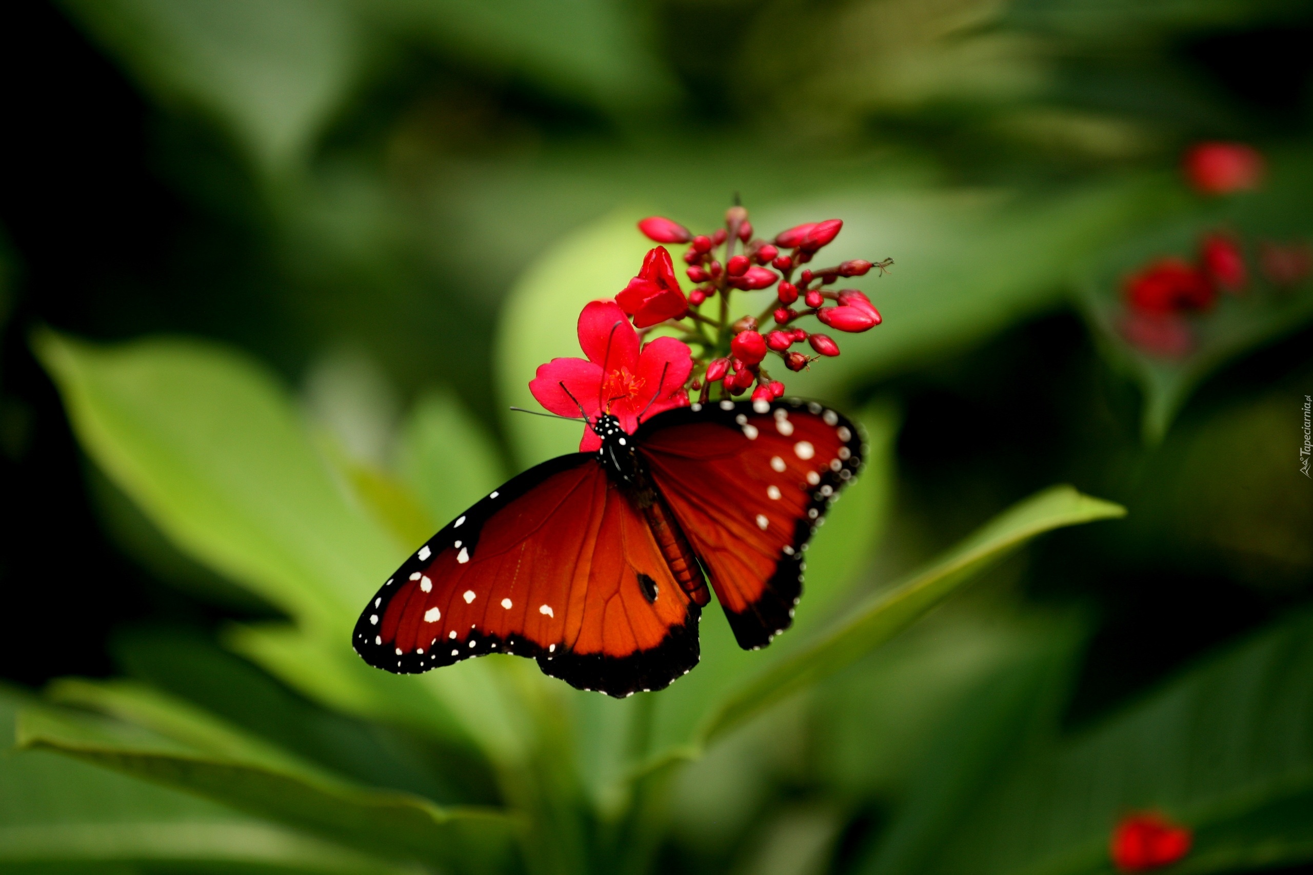 Roślinka, Motyl