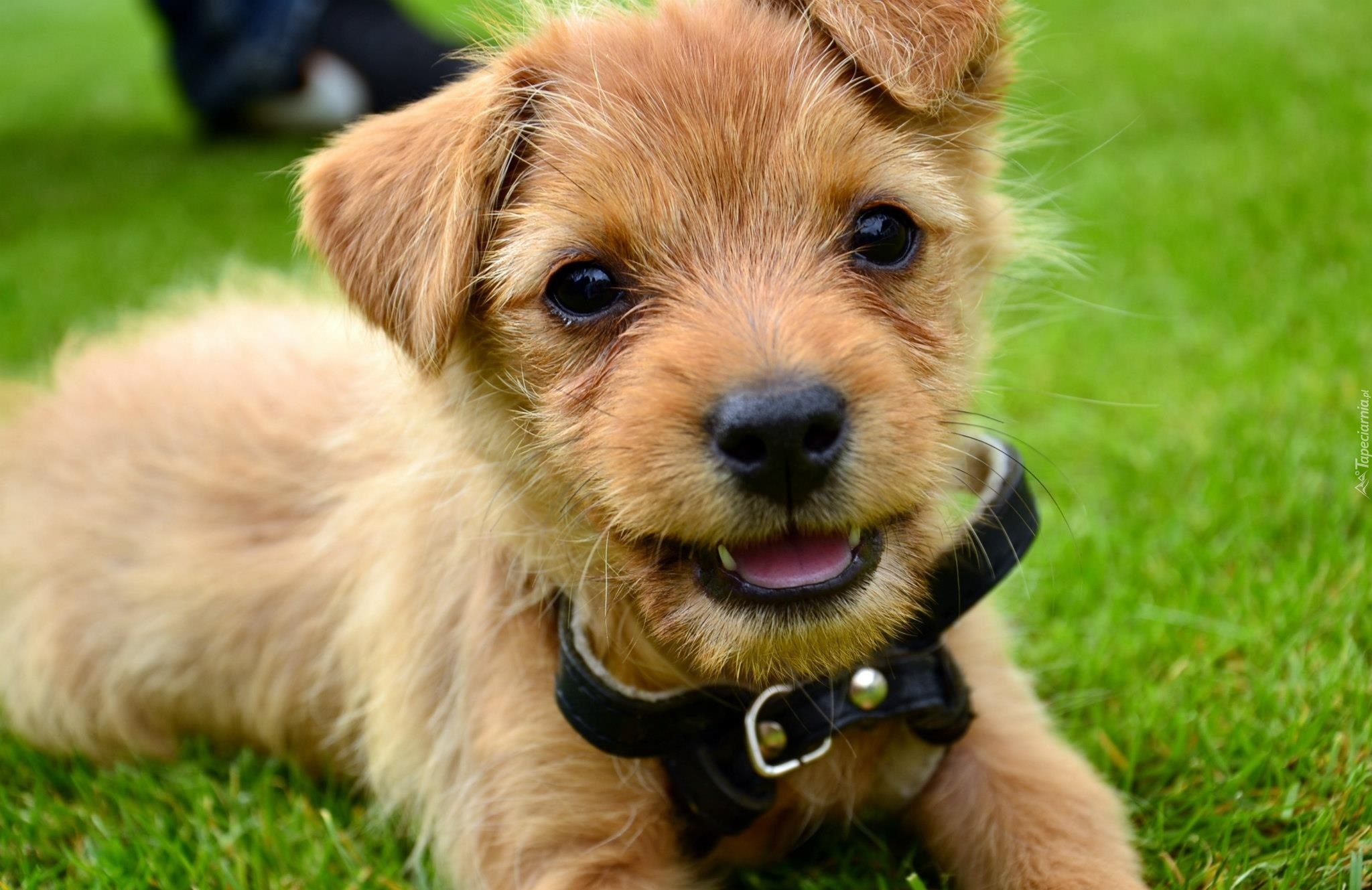 Pies, Norfolk terrier, Czarna, Obroża