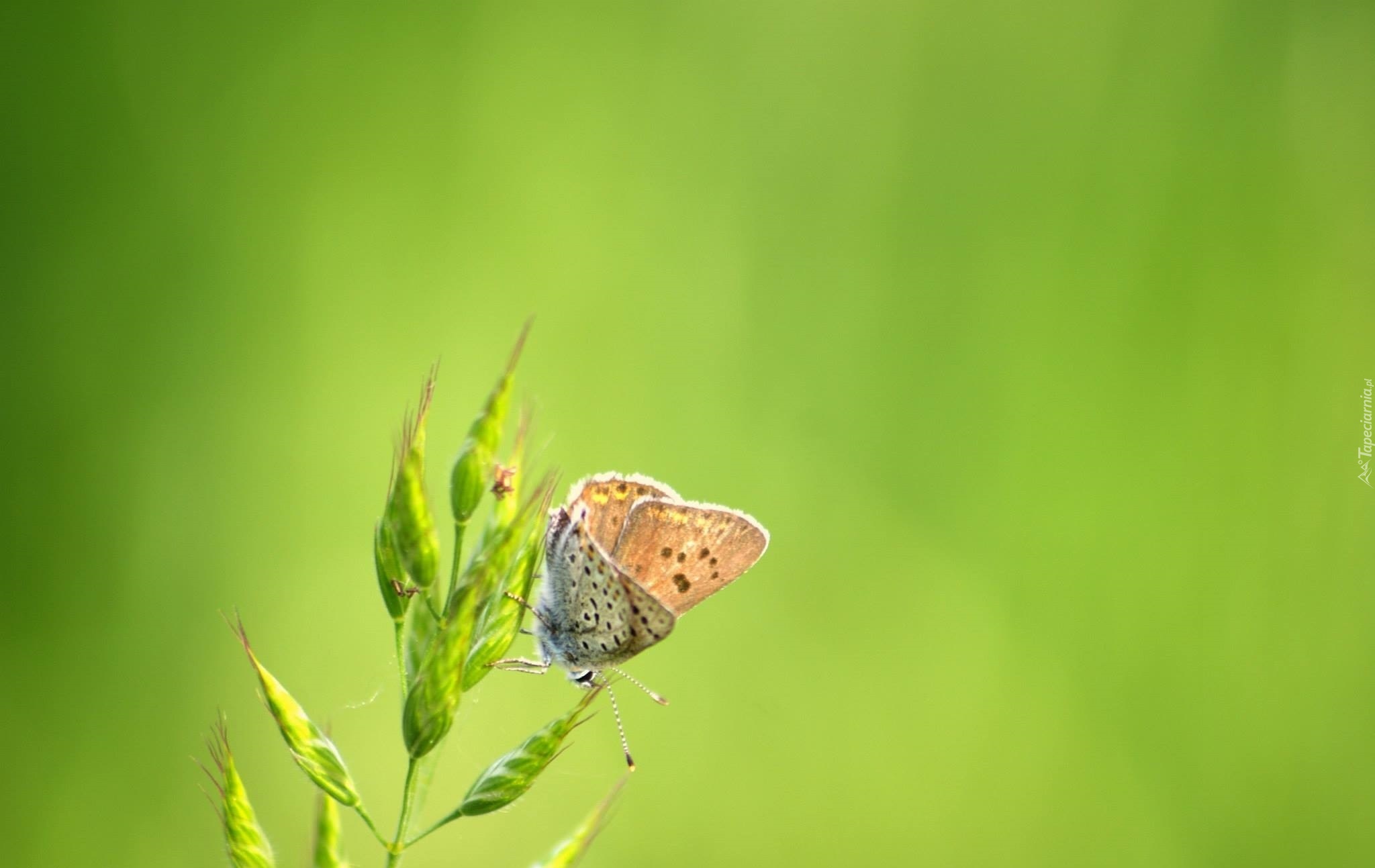 Motyl, Roślina