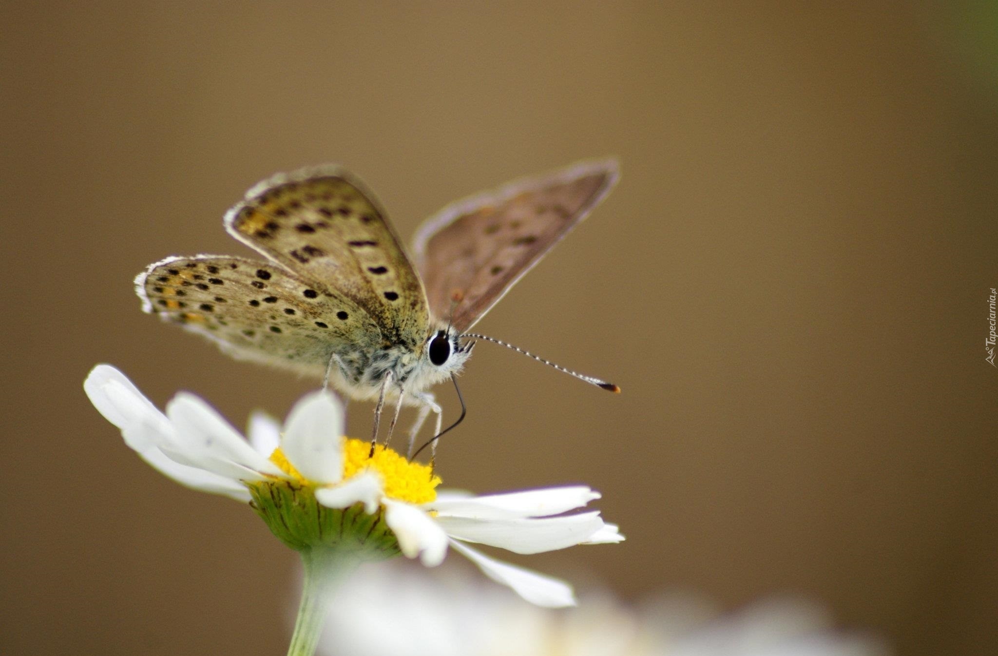 Motyl, Stokrotka