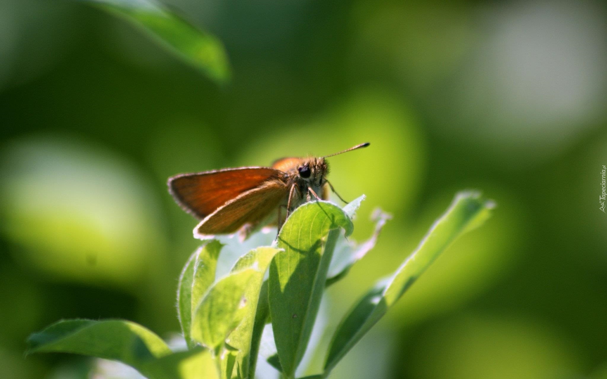 Motyl, Rośliny