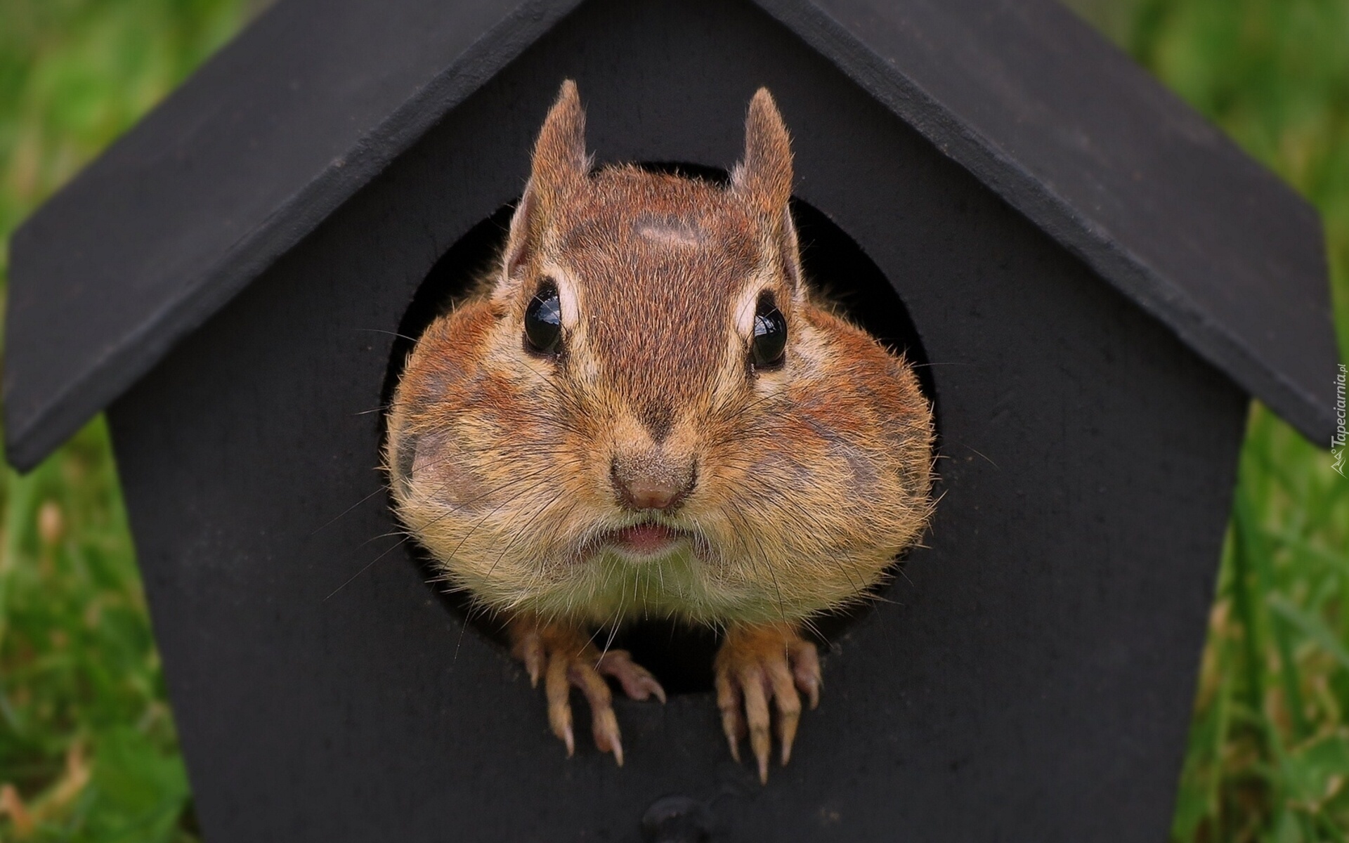 Chipmunk, Karmnik