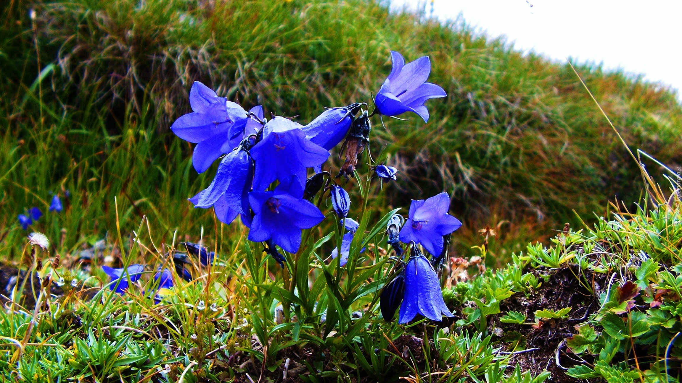 Niebieskie, Kwiatki, Trawa