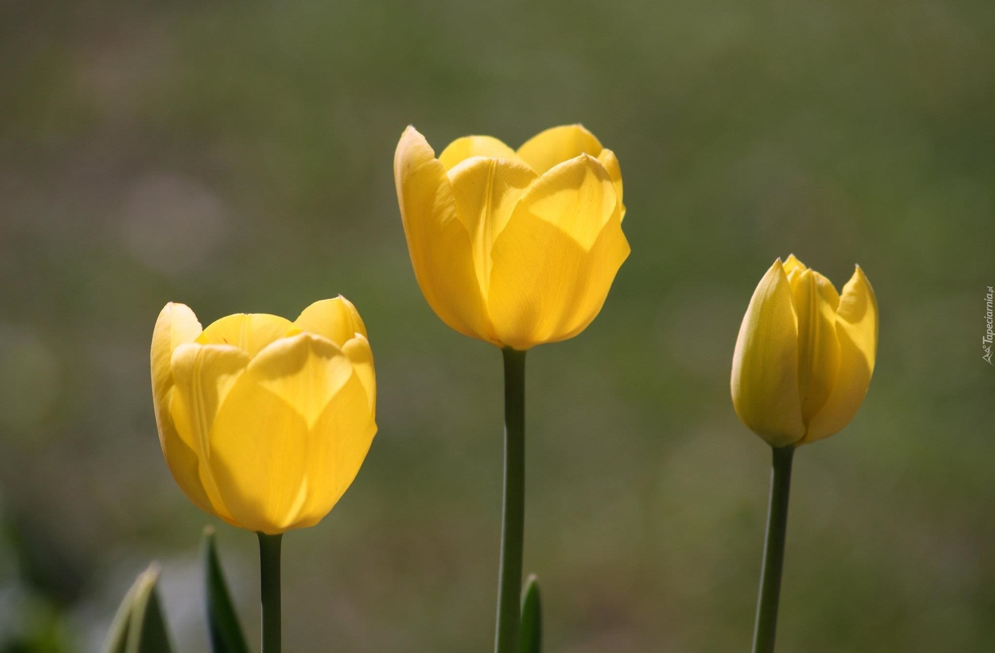 Żółte, Tulipany