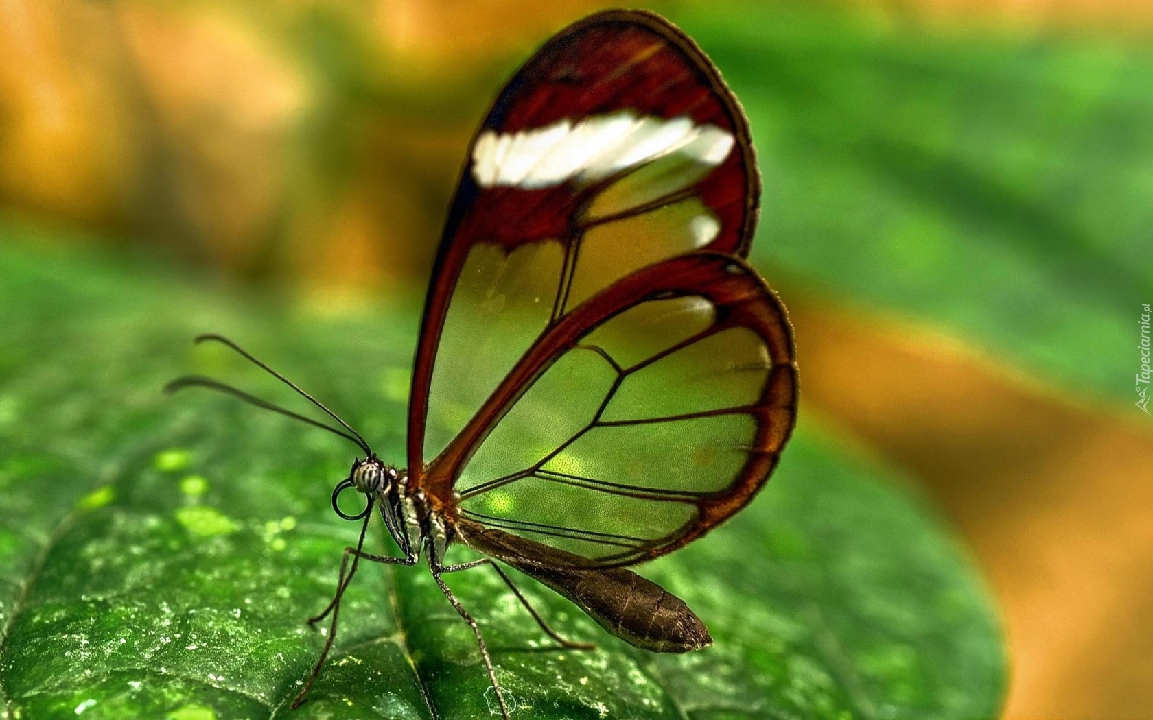 Liść, Motyl