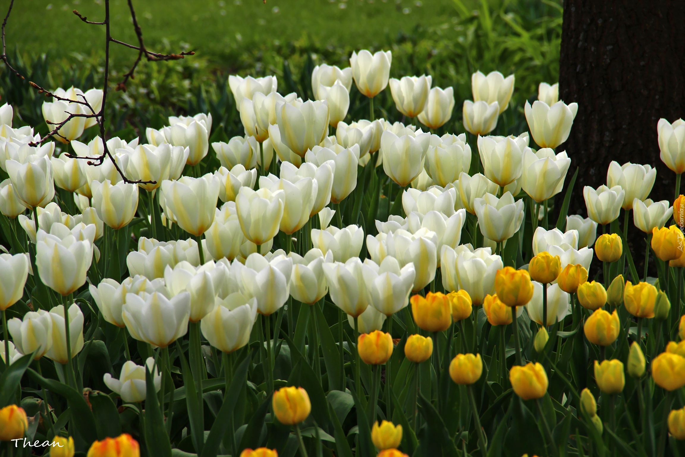 Białe, Żółte, Tulipany
