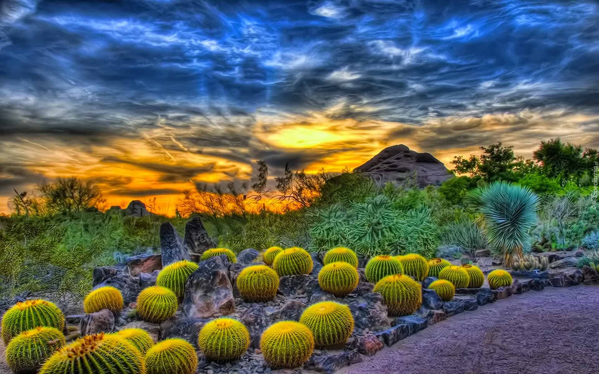 Kaktusy, Chmury, Zachód Słońca