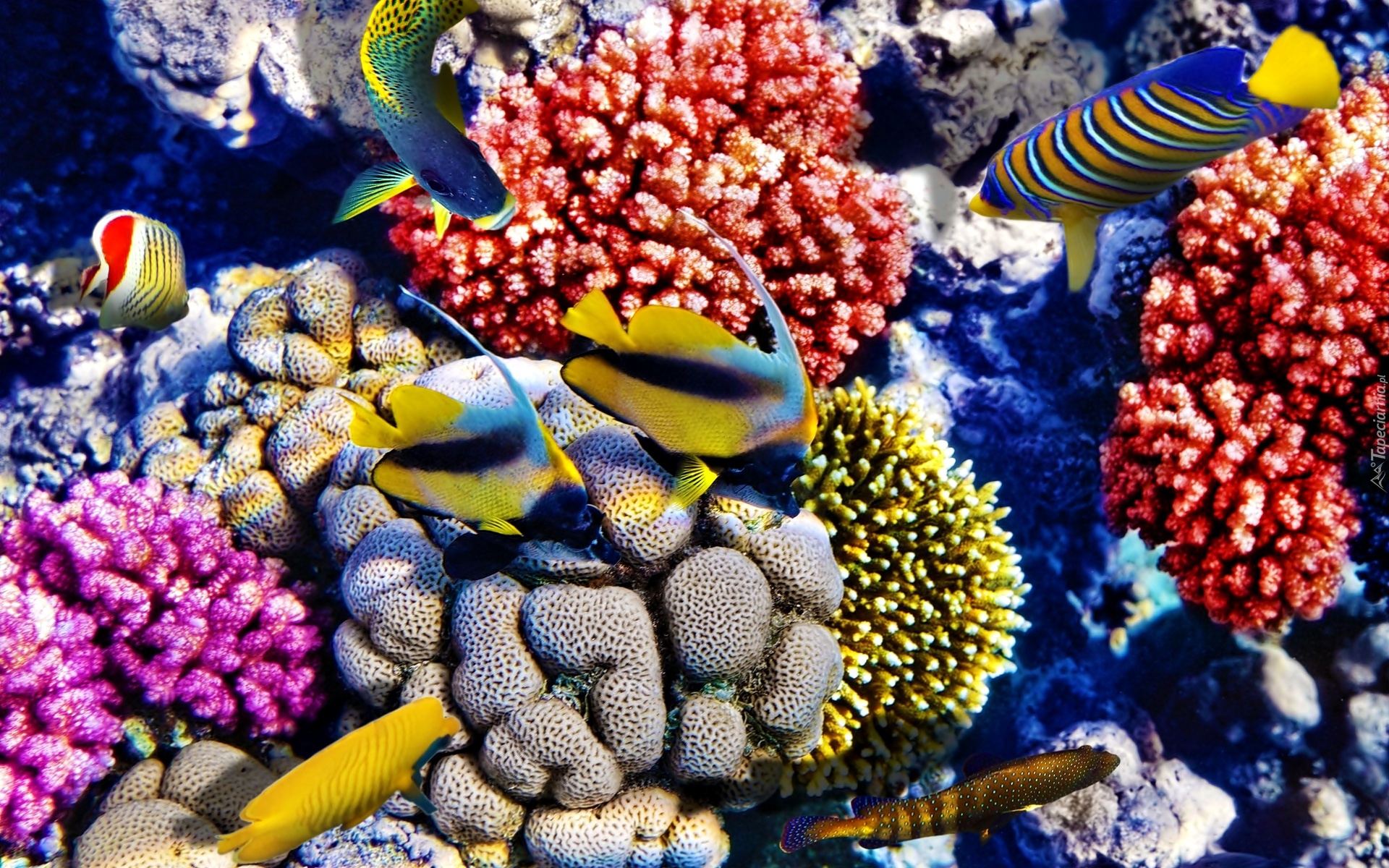 Ryby, Koralowce