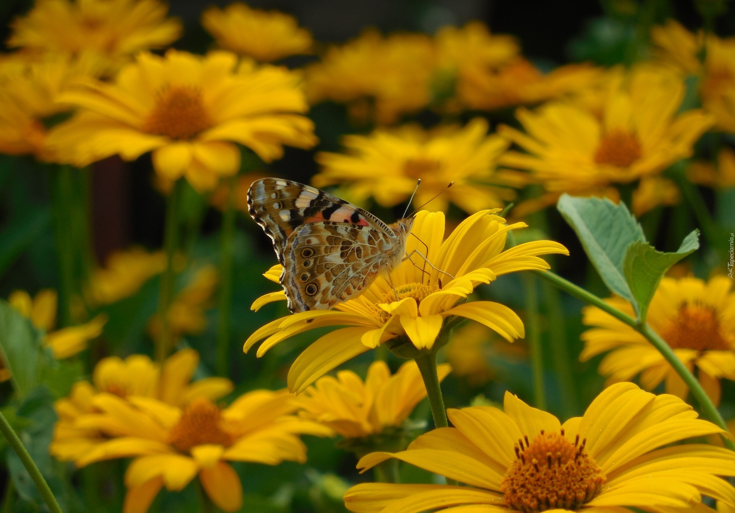 Żółte, Polne, Kwiaty, Motyl
