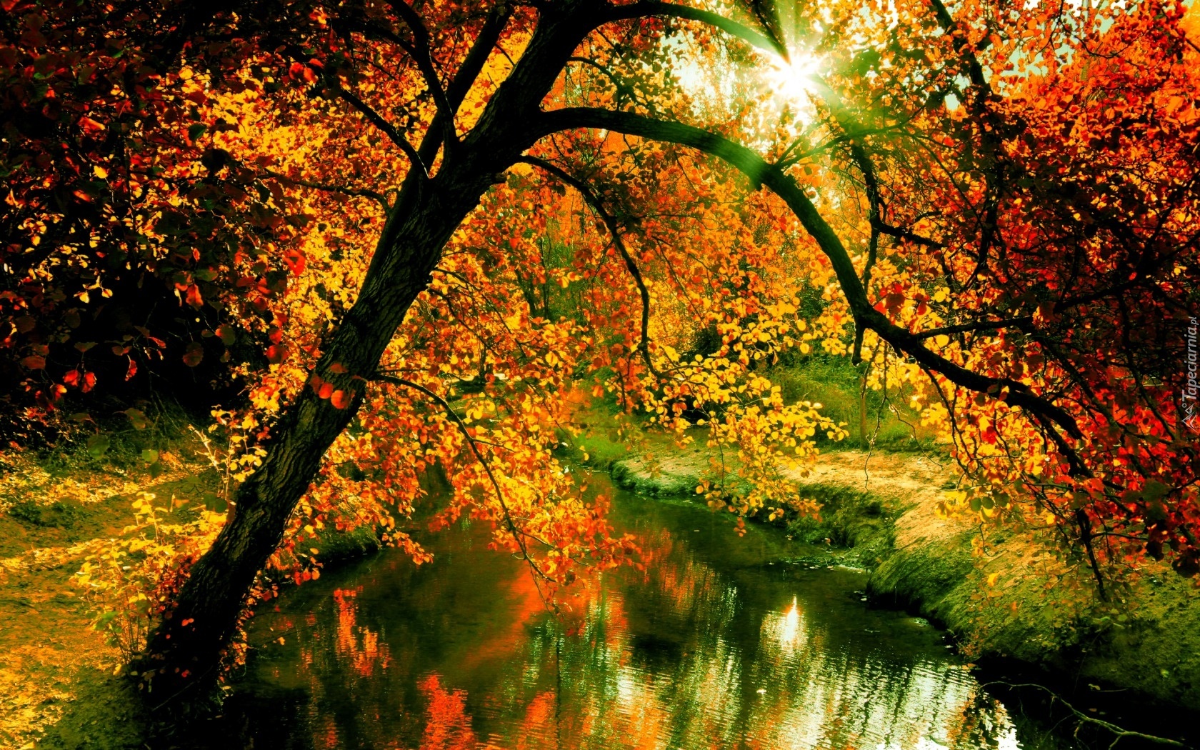 Jesień, Las, Rzeczka, Promienie, Słońca, Drzewo