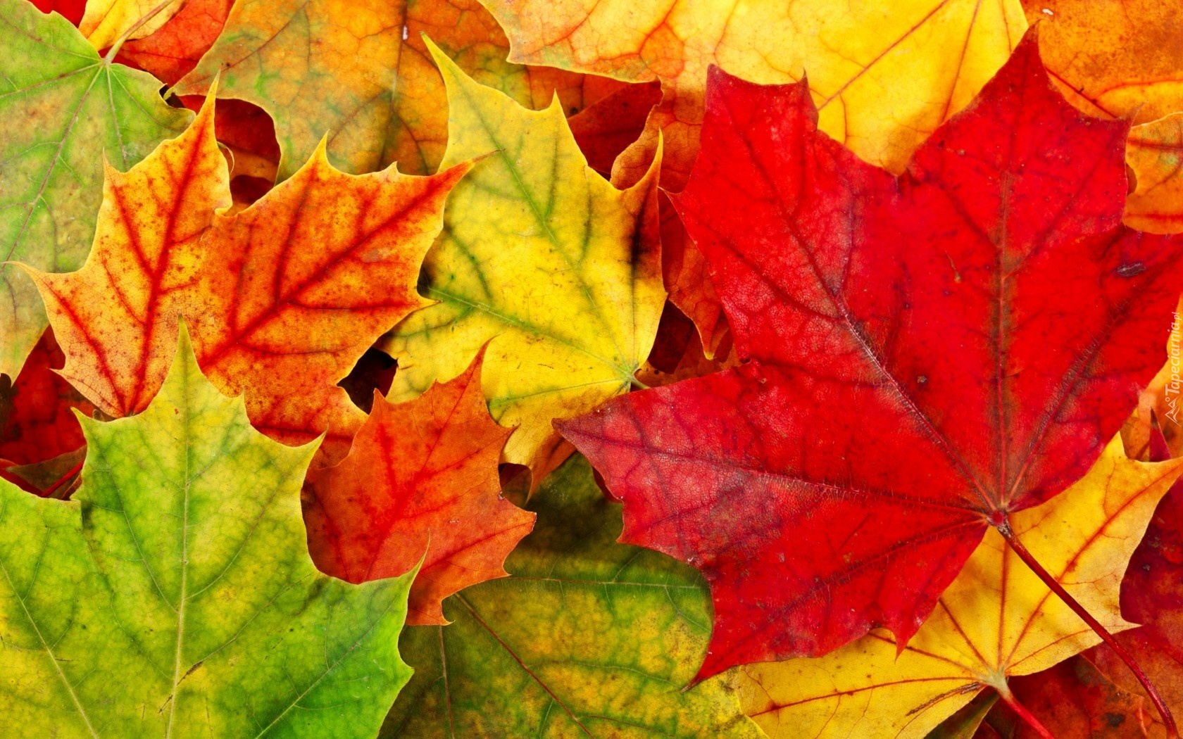 Kolorowe, Liście, Jesieni