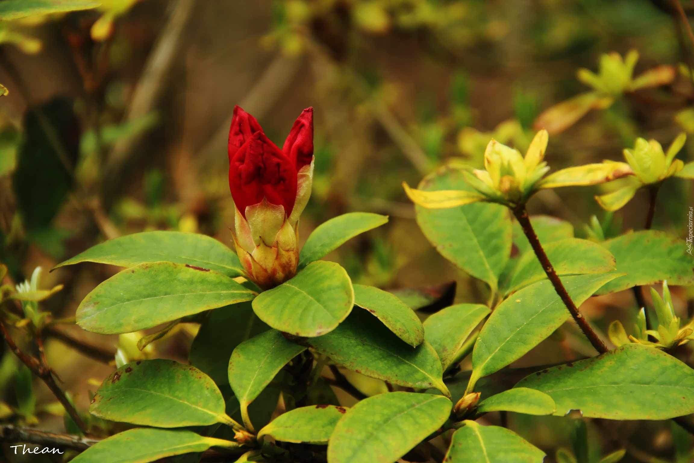 Rododendron, Krzew, Czerwony, Kwiat