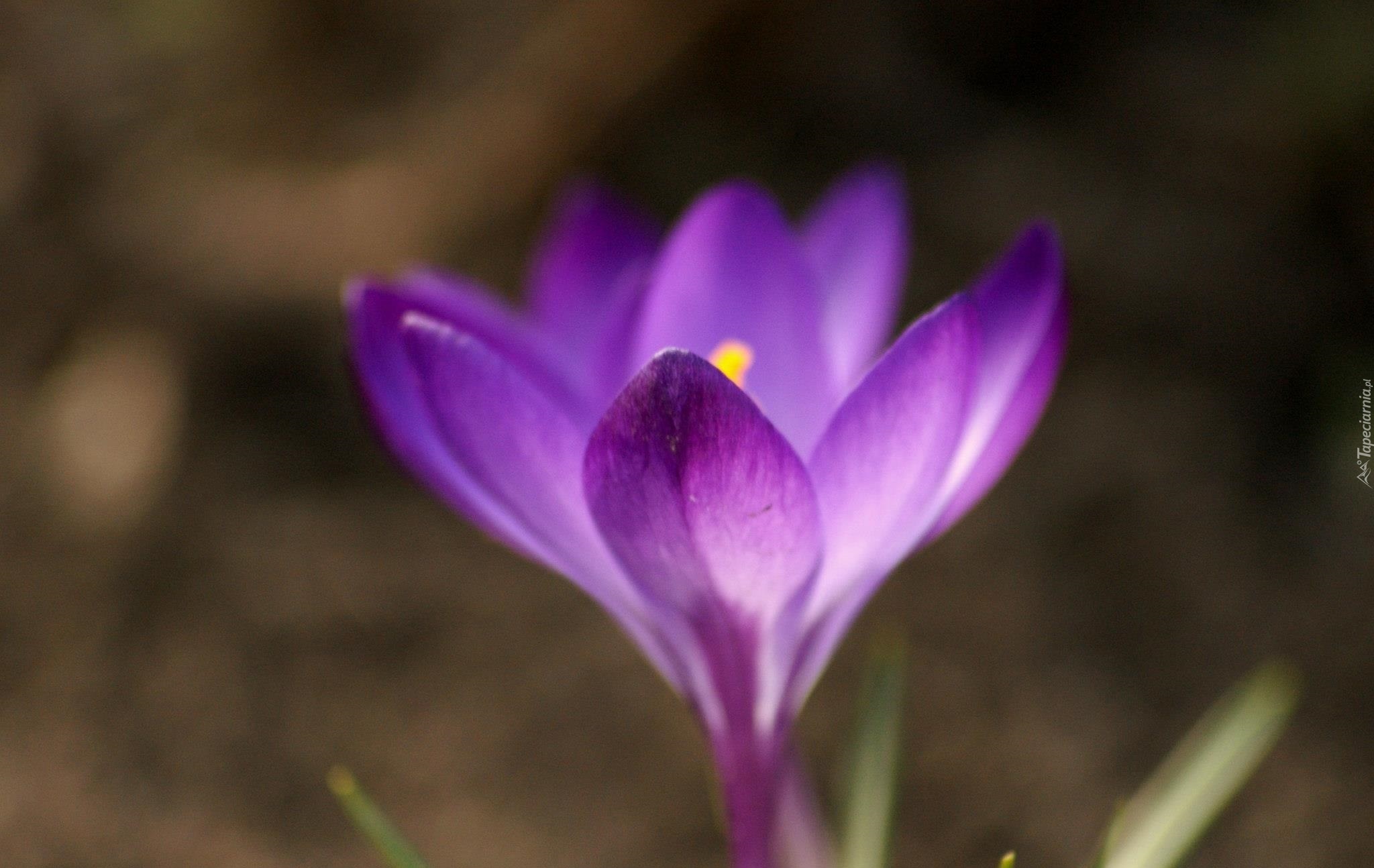 Fioletowe, Krokusy