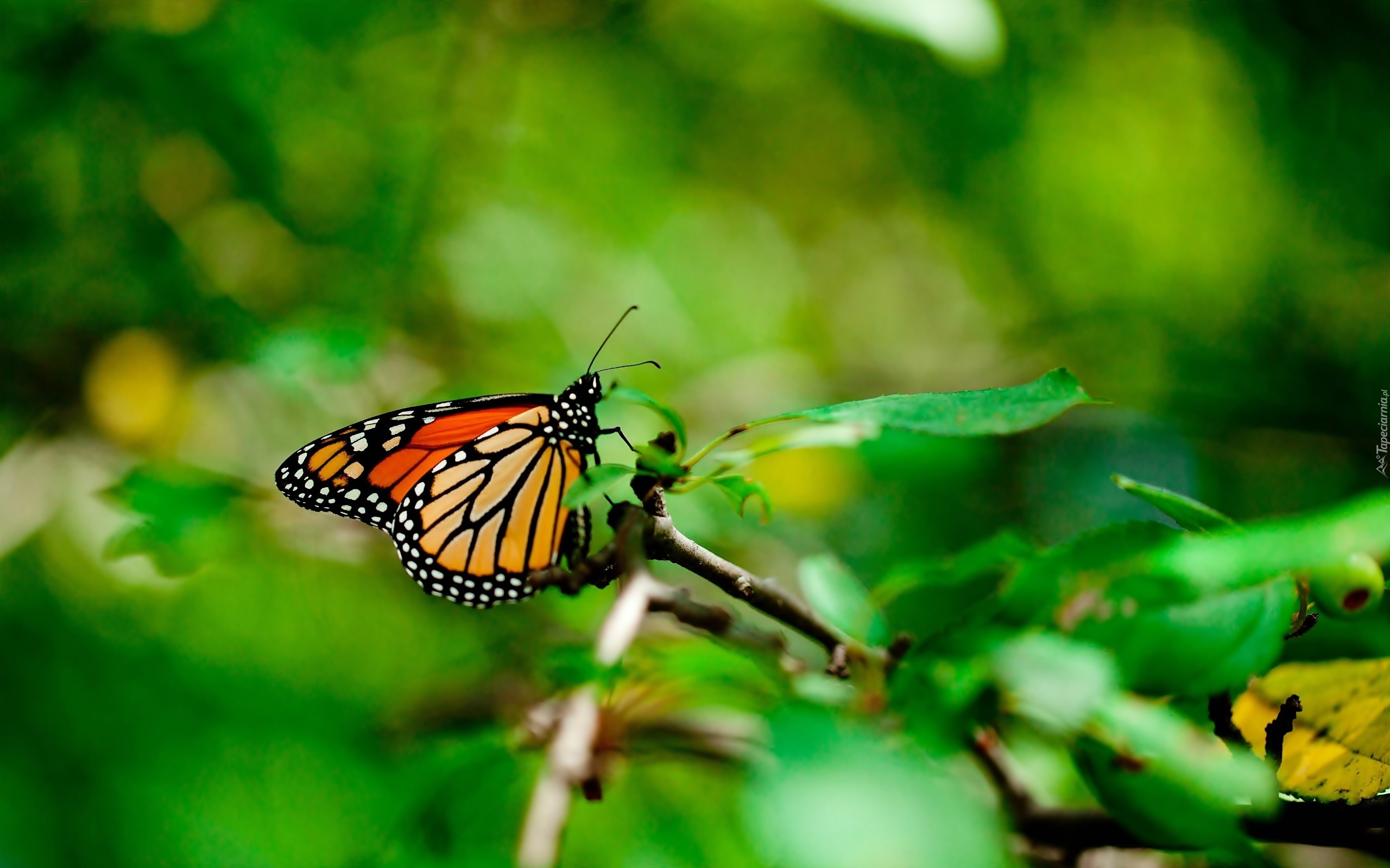 Gałązka, Motyl, Monarch