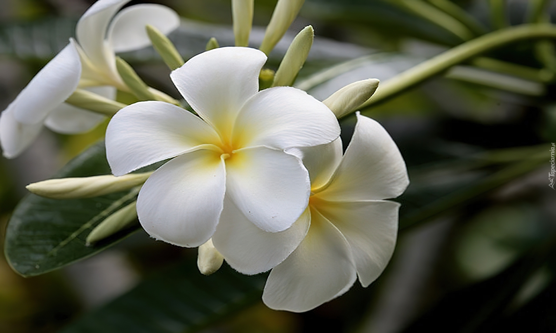 Kwiat, Biały, Plumeria, Liście