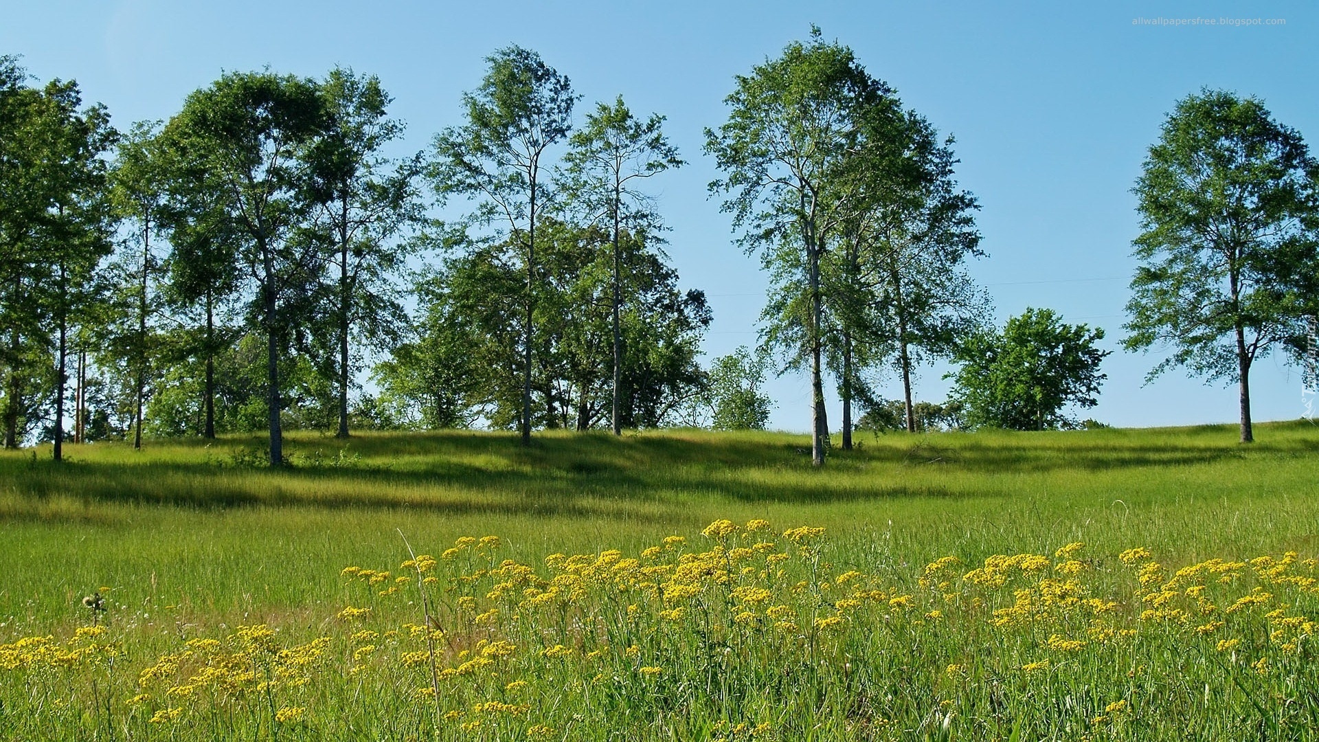 Łąka, Drzewa