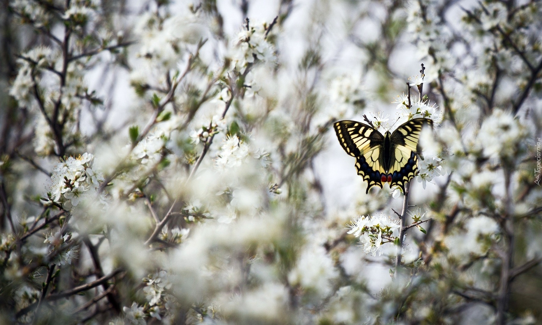 Motyl, Paź królowej, Gałązki, Białe, Kwiatuszki