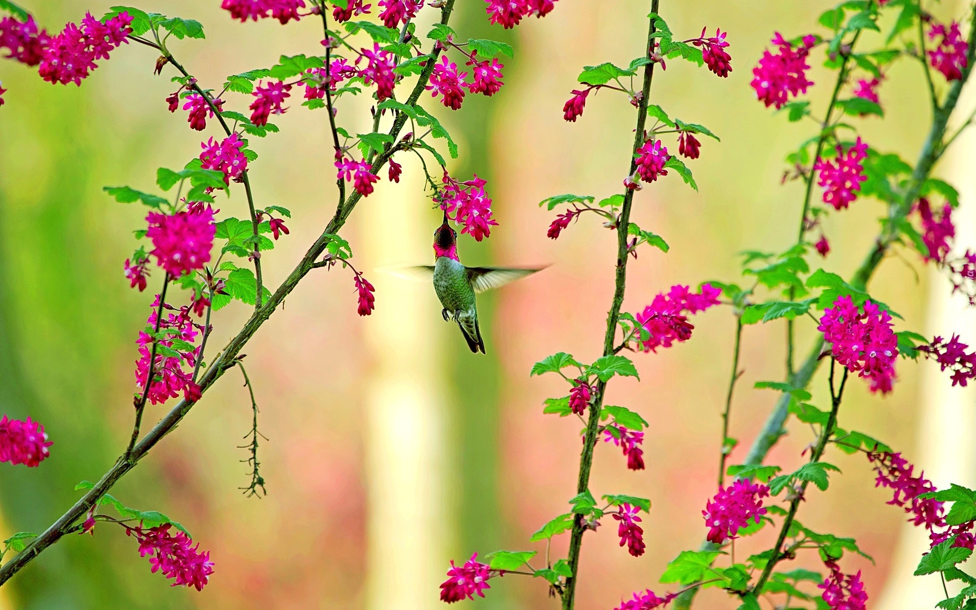 Koliber, Gałązki, Kwiaty