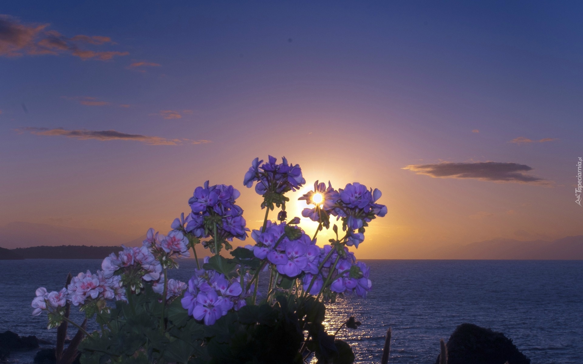 Добрый вечер длится бесконечно. Вечер море закат и цветы. Море цветы рассвет. Цветы ночью. Вечер море цветы.