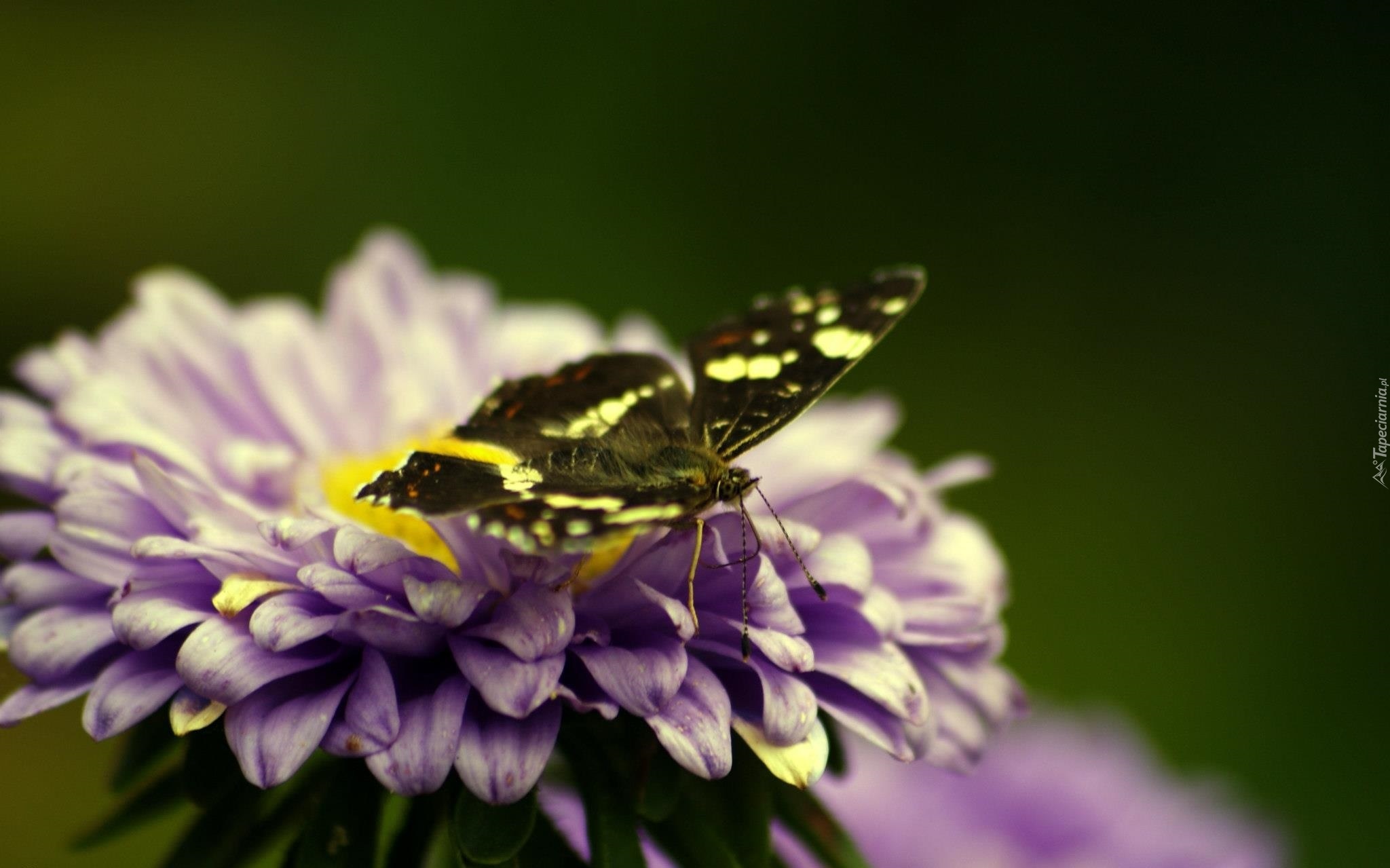 Fioletowy, Kwiat, Motyl