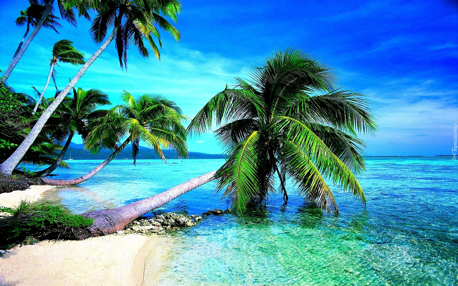 Tropiki, Morze, Plaża, Palmy