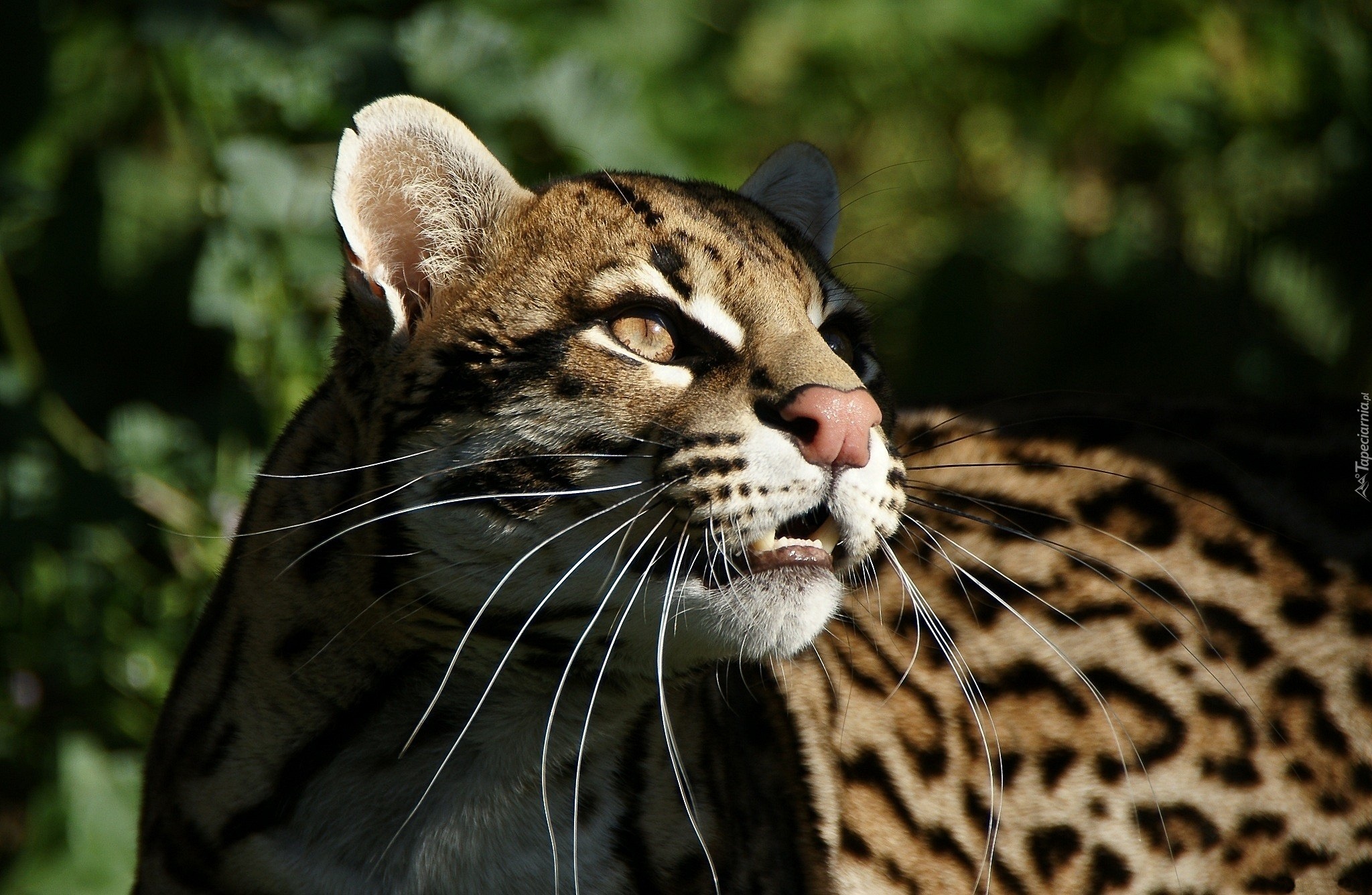 Piękny, Ocelot, Spojrzenie