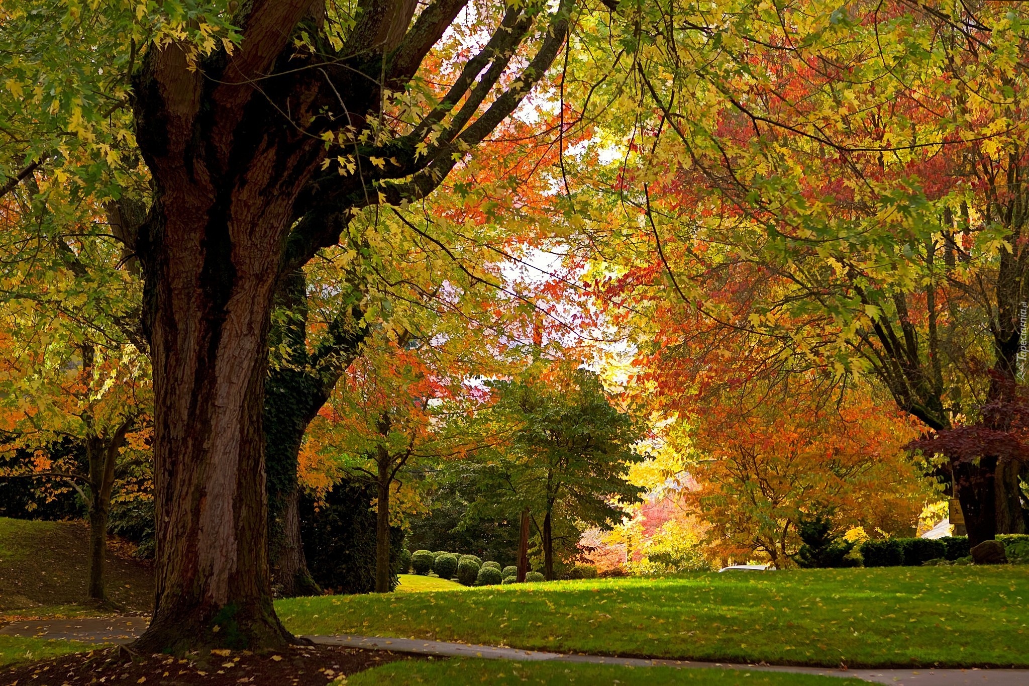 Park, Alejka, Jesień