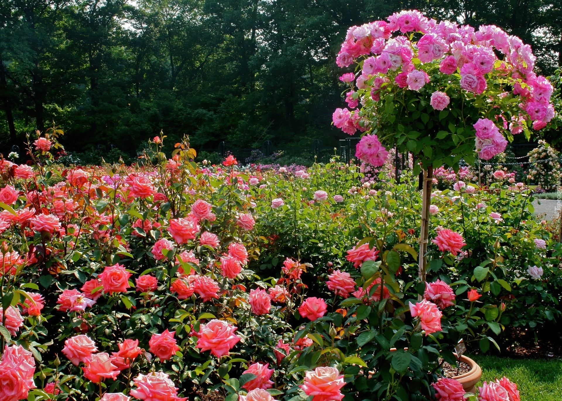 Розы красивые кусты роз