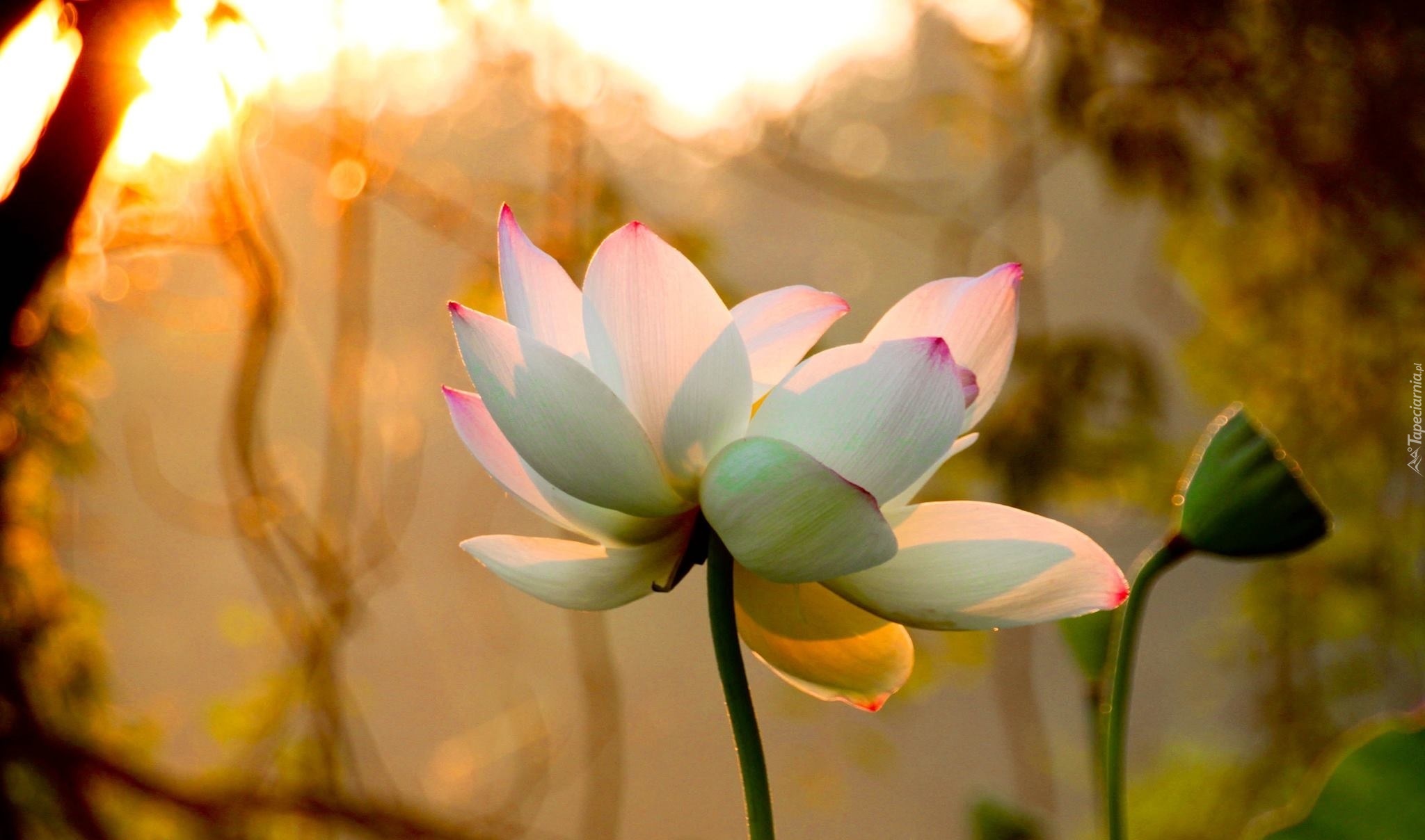 Biały, Kwiat Lotosu