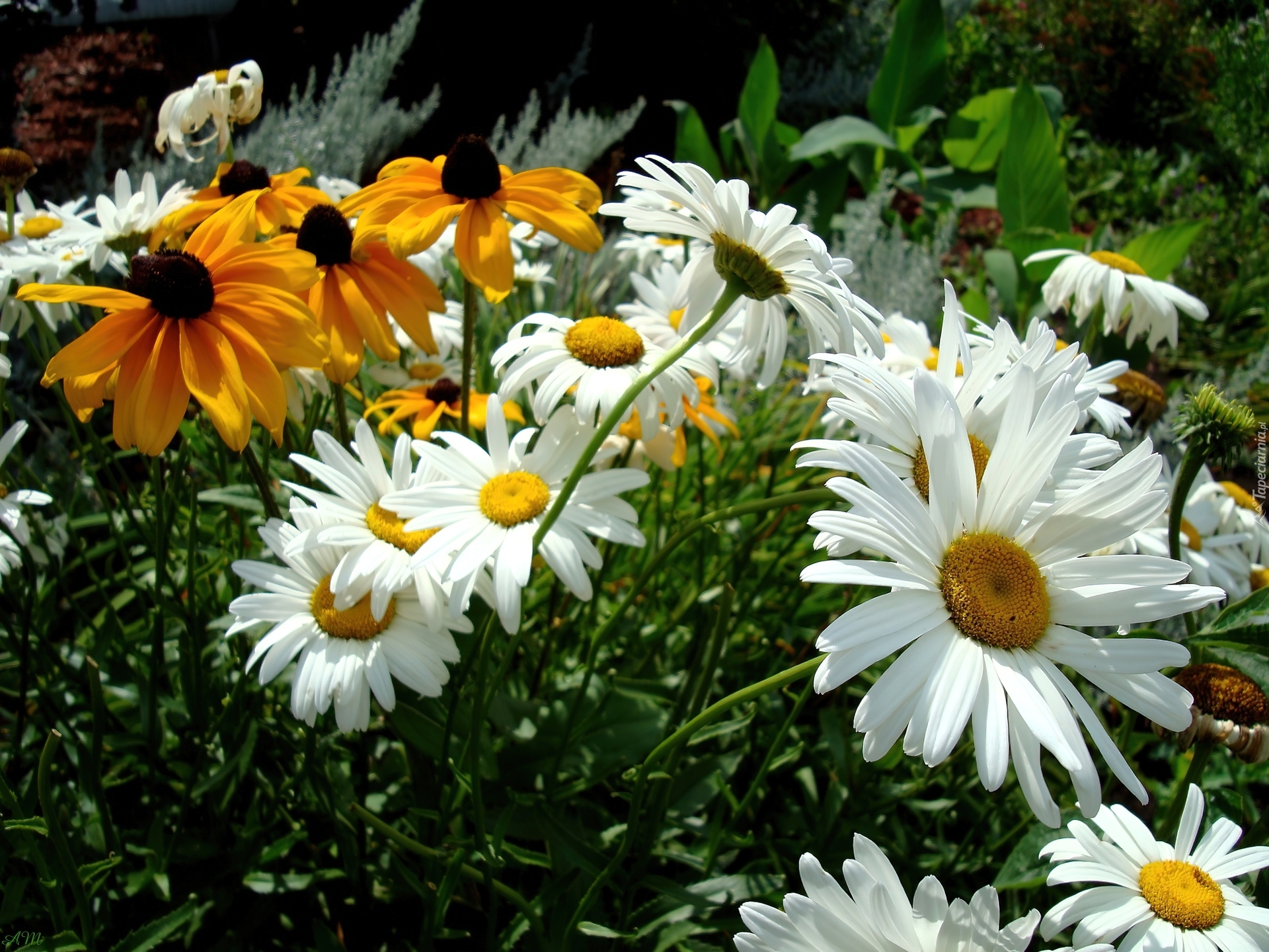 Rudbekia, Złocień