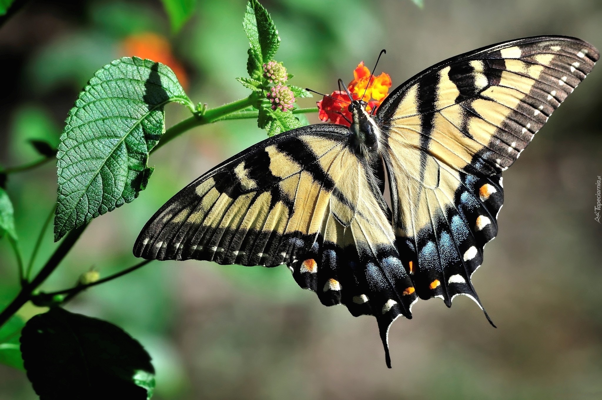 Motyl, Paź królowej, Kwiat