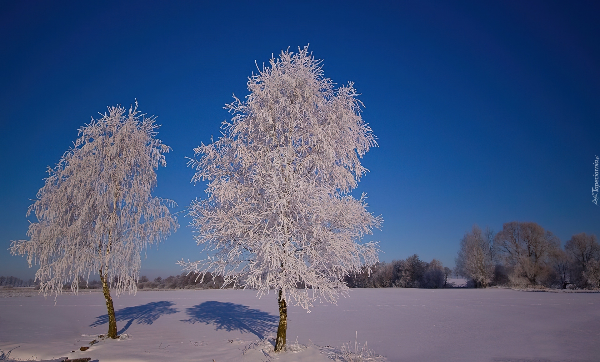 Drzewa, Szadź, Śnieg