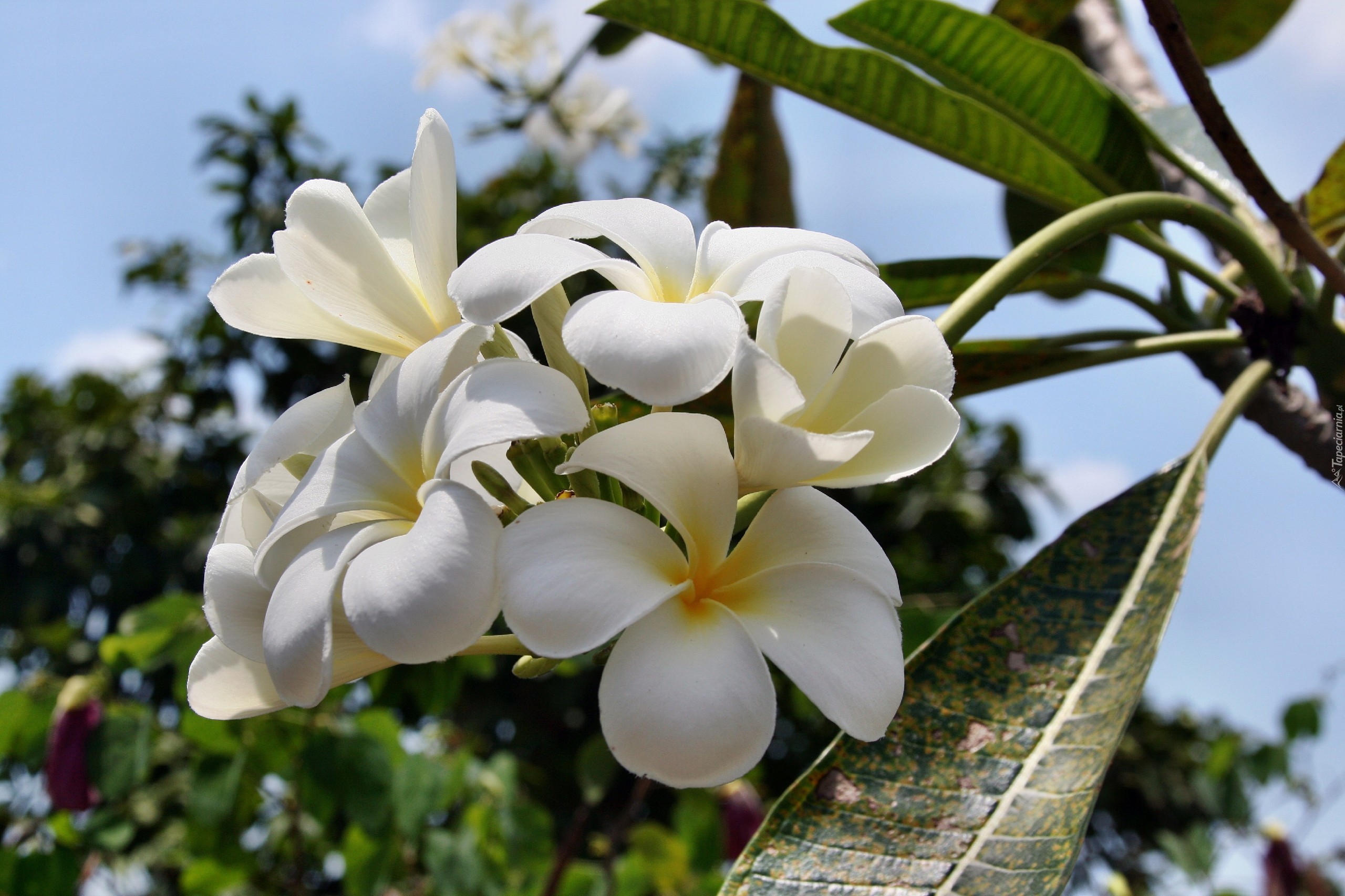 Biała, Plumeria