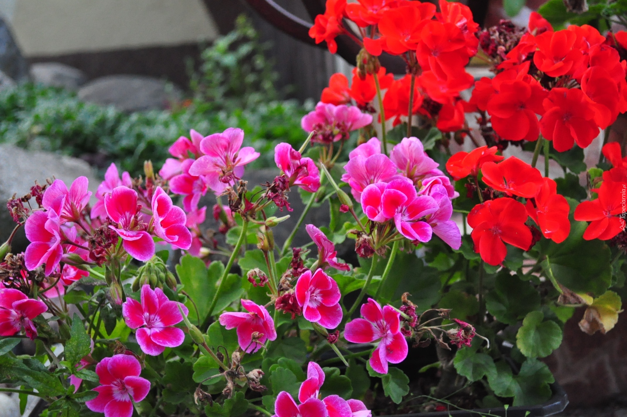 Kwiaty, Pelargonia, Czerwona, Różowa, Liscie