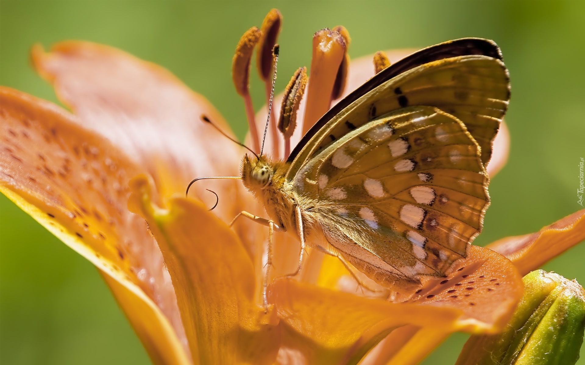 Lilia, Motyl