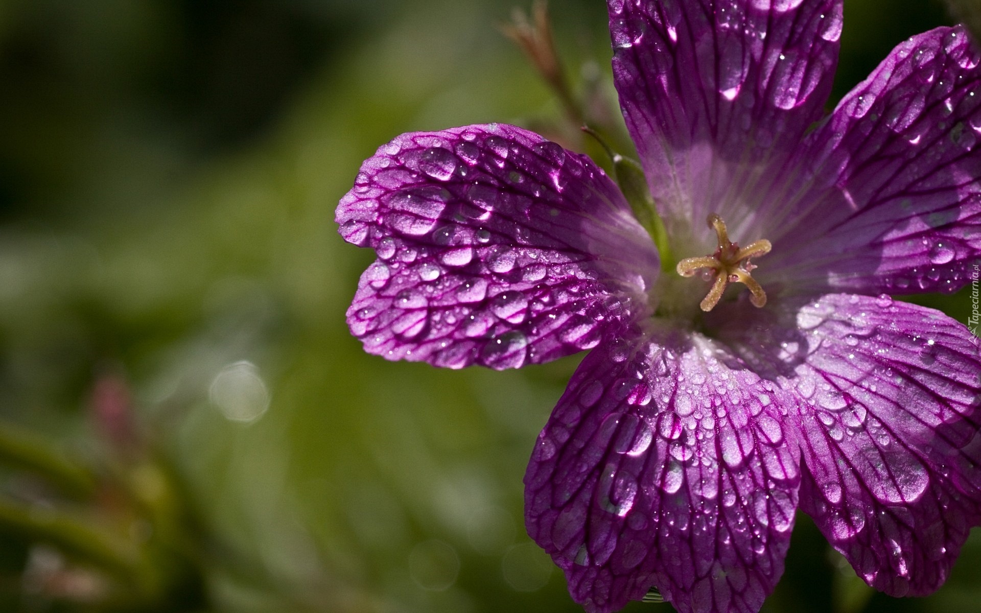 Fioletowa, Petunia, Krople, Deszczu