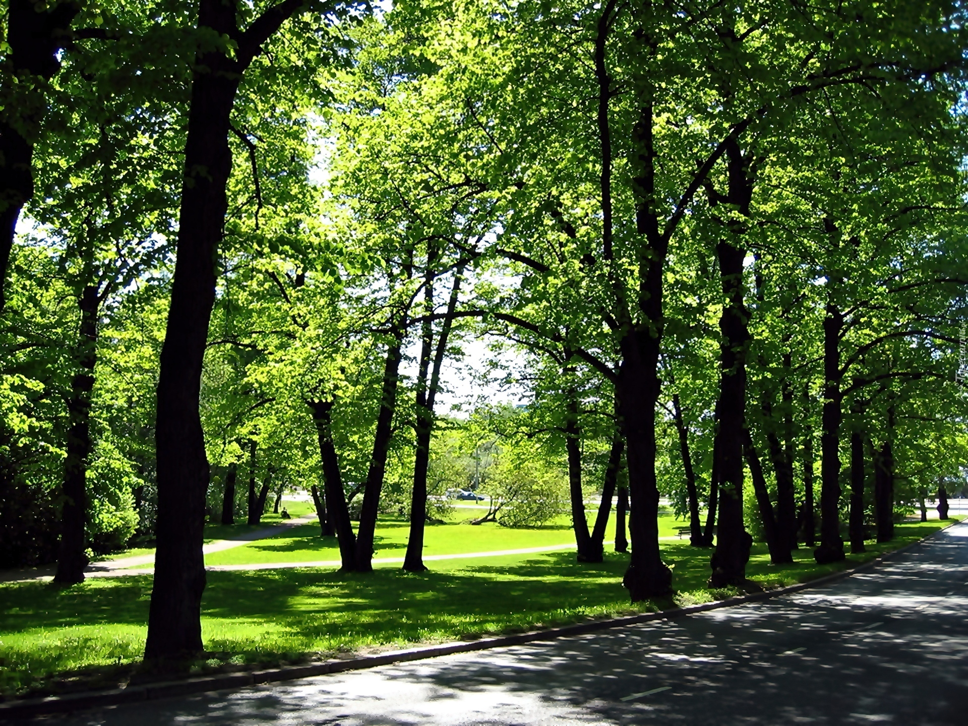 Park, Alejki, Ulica, Przebijające, Światło, Cienie