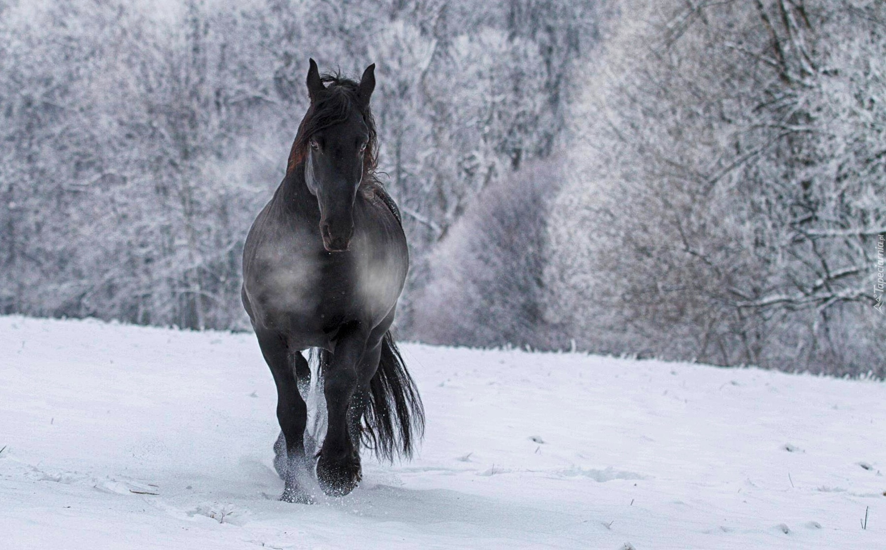 Koń, Zima