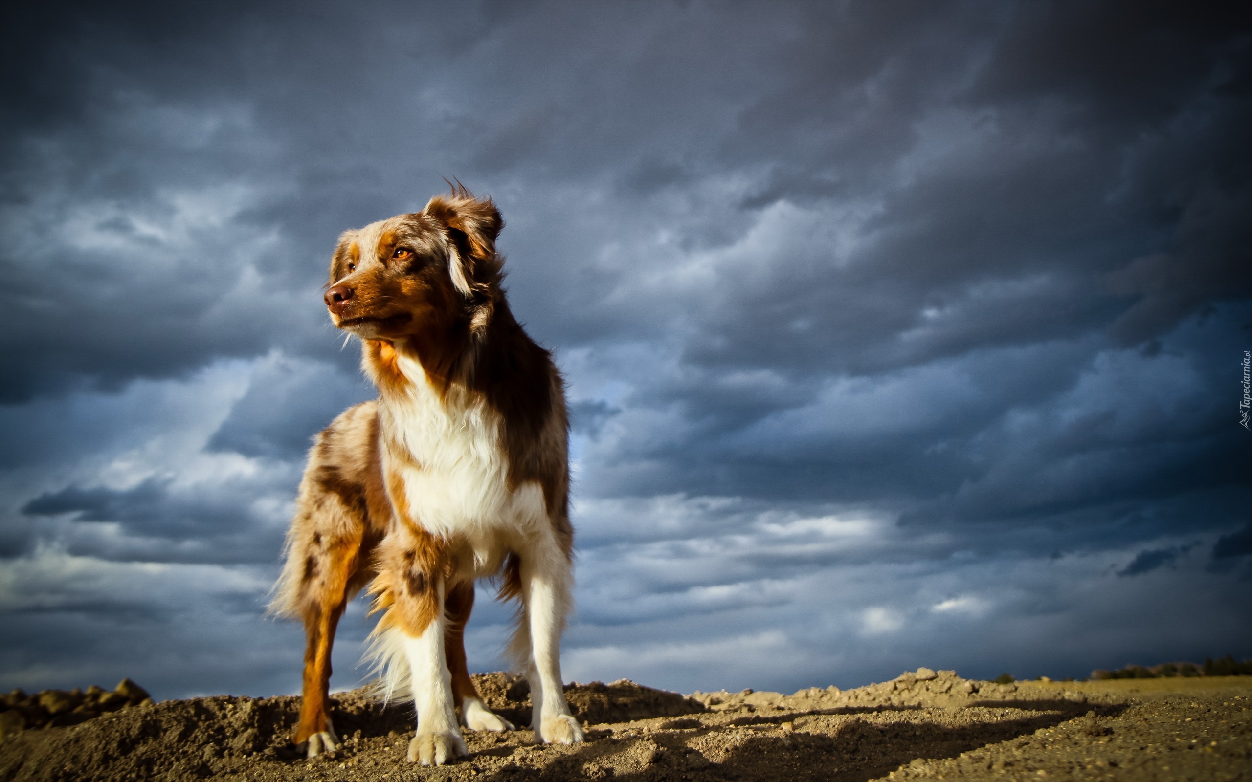 Owczarek australijski-australian shepherd