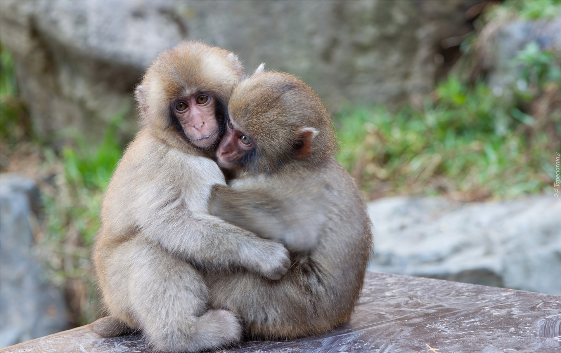 Przytulone, Małpki