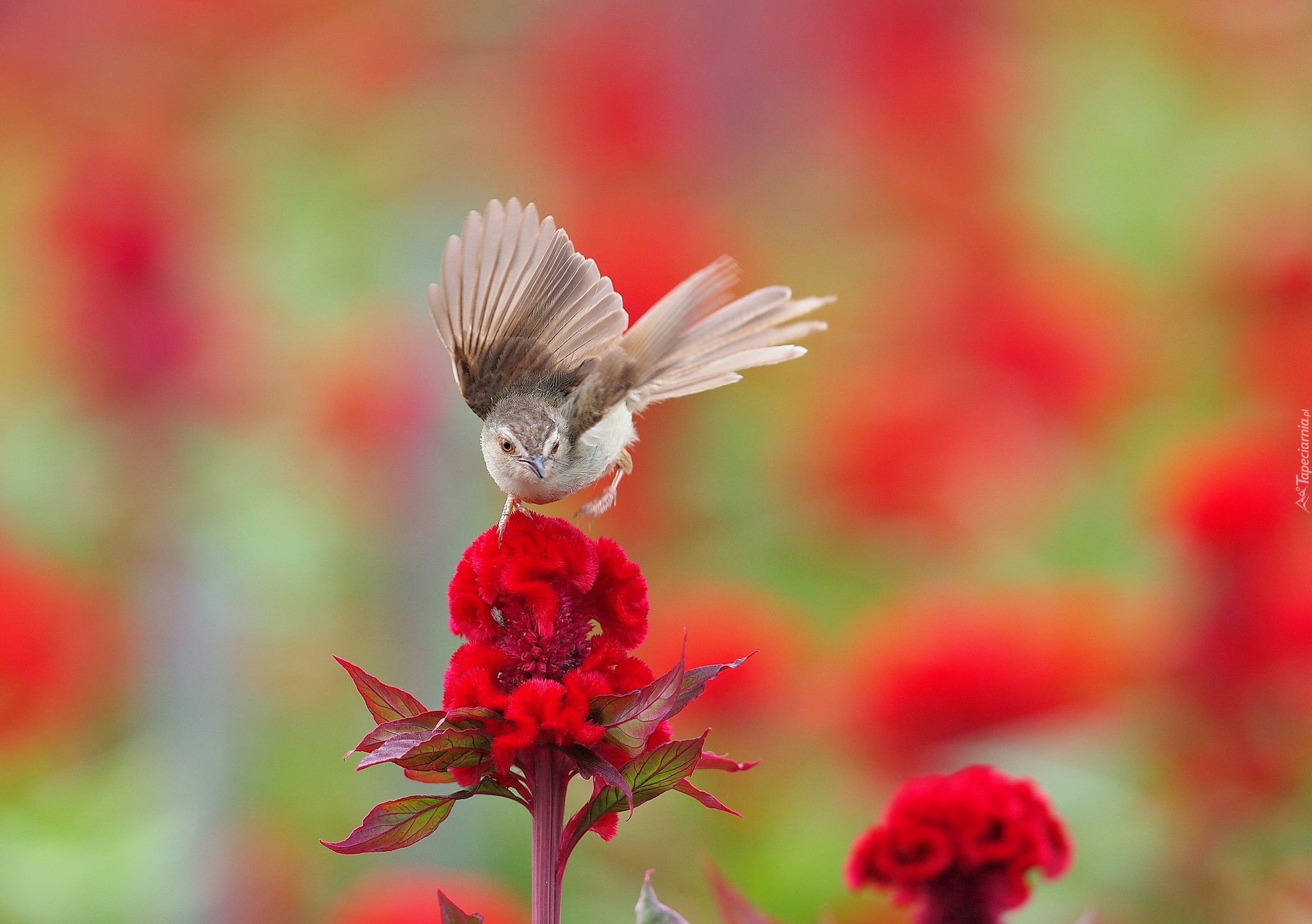 Ptak, Czerwony, Kwiat