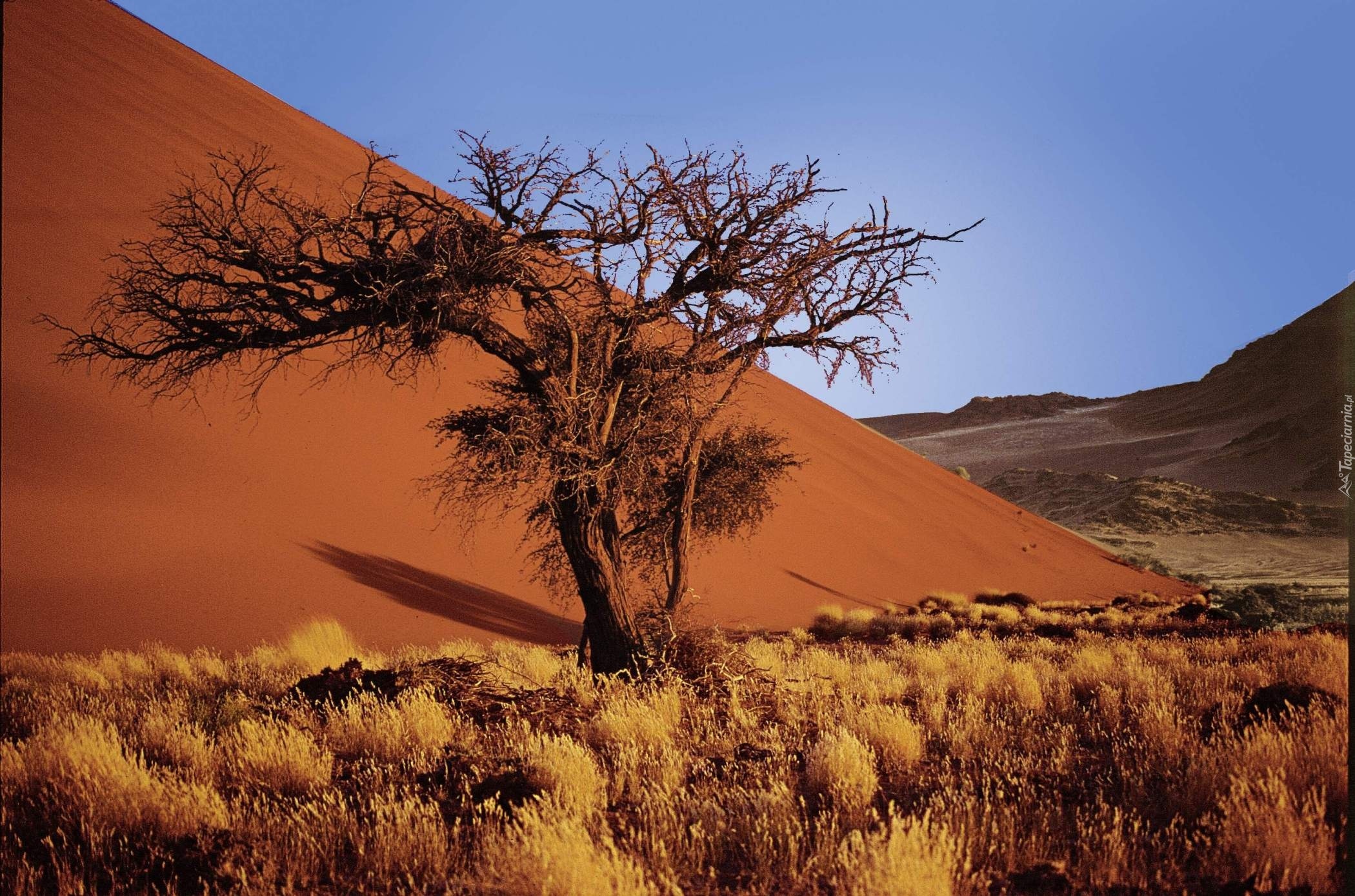 Krajobraz Pustyni Gorącej I Pustyni Lodowej Pustynia, Piasek, Sucha, Roślinność, Namibia