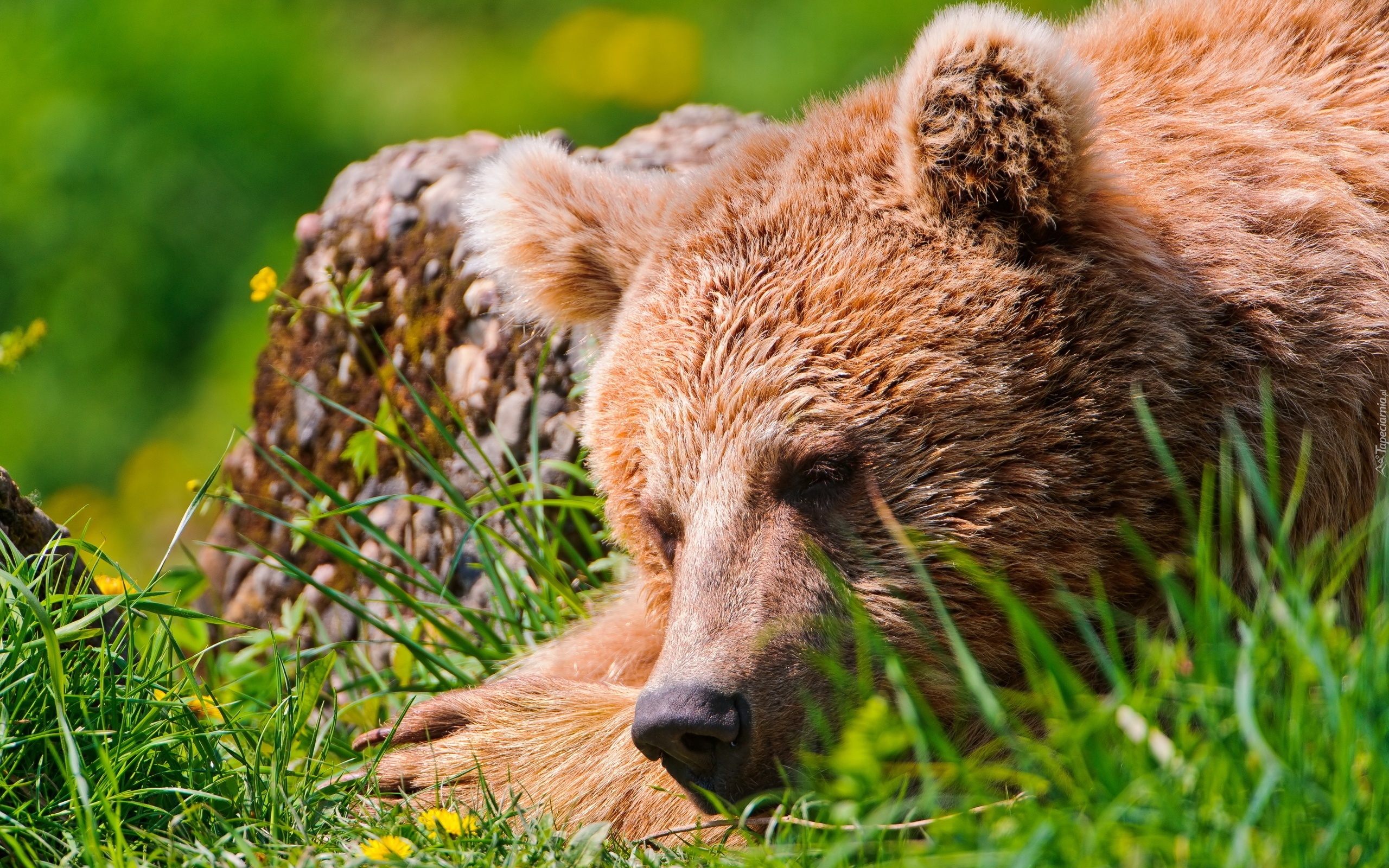 Спящий на бревне медвежонок скачать
