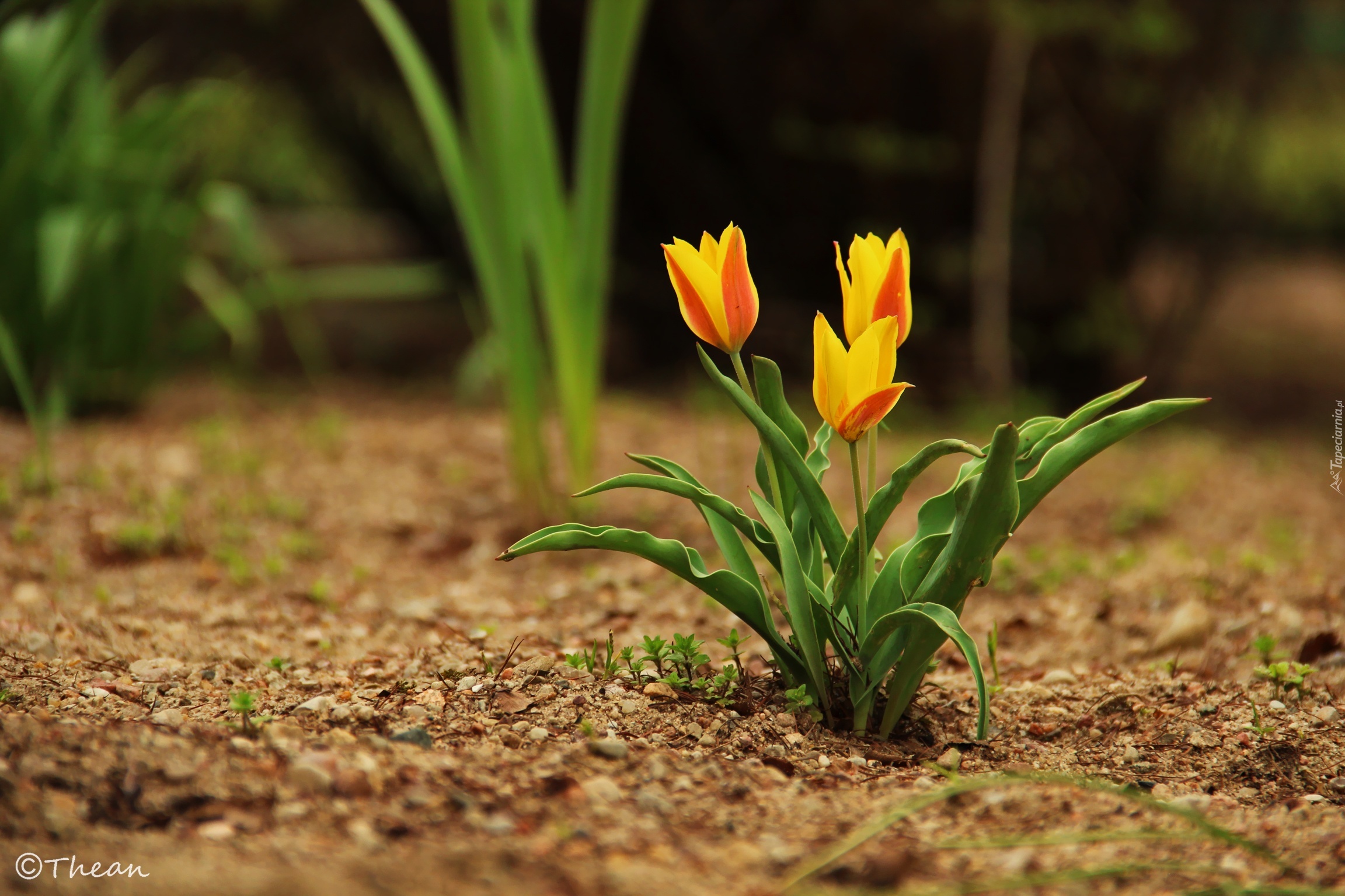 Trzy, Tulipany, Zółte, Pomarańczowe