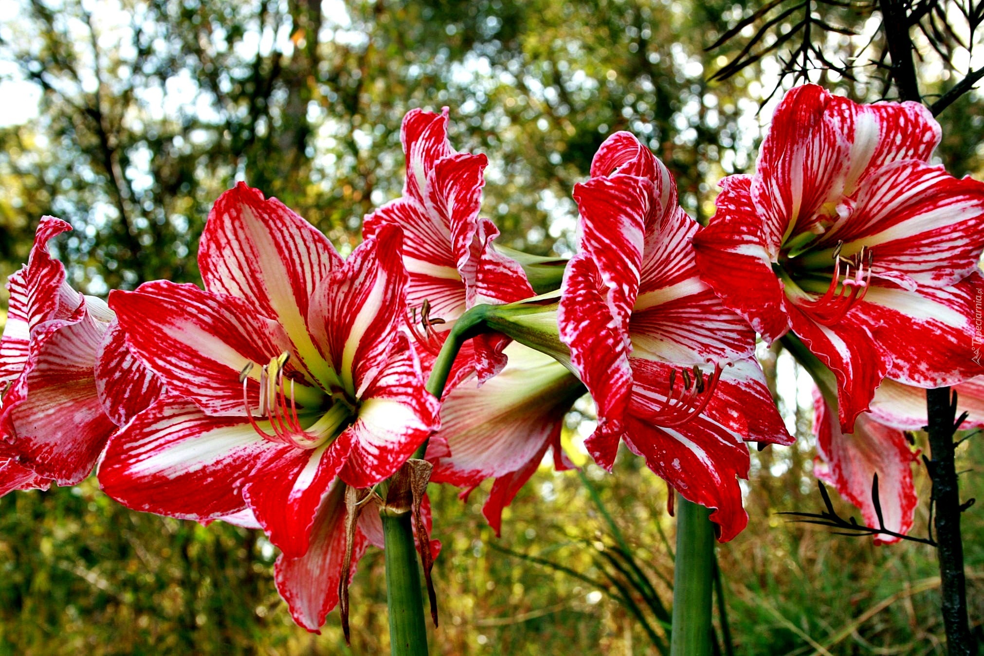 Kwiaty, Hippeastrum, Zwartnica