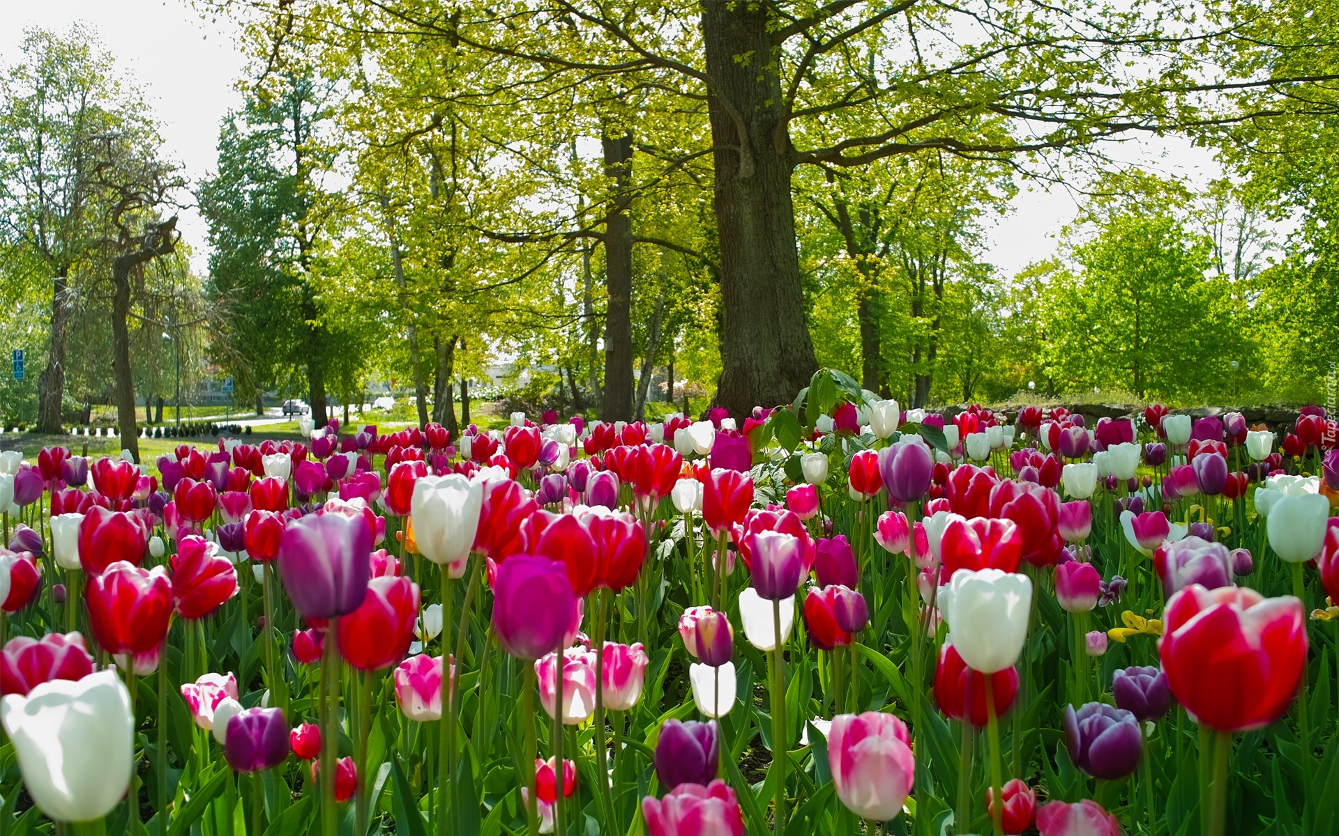 Park, Tulipany, Drzewa