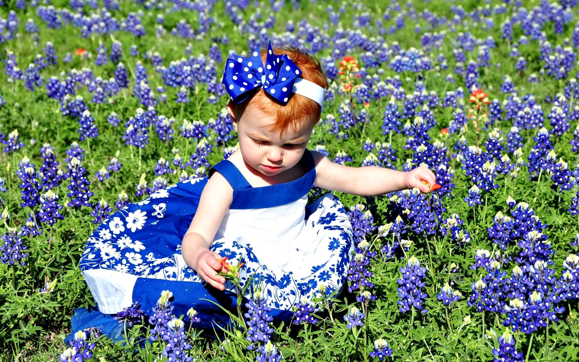 Mała, Dziewczynka, Kwiaty, Sukienka, Niebieska